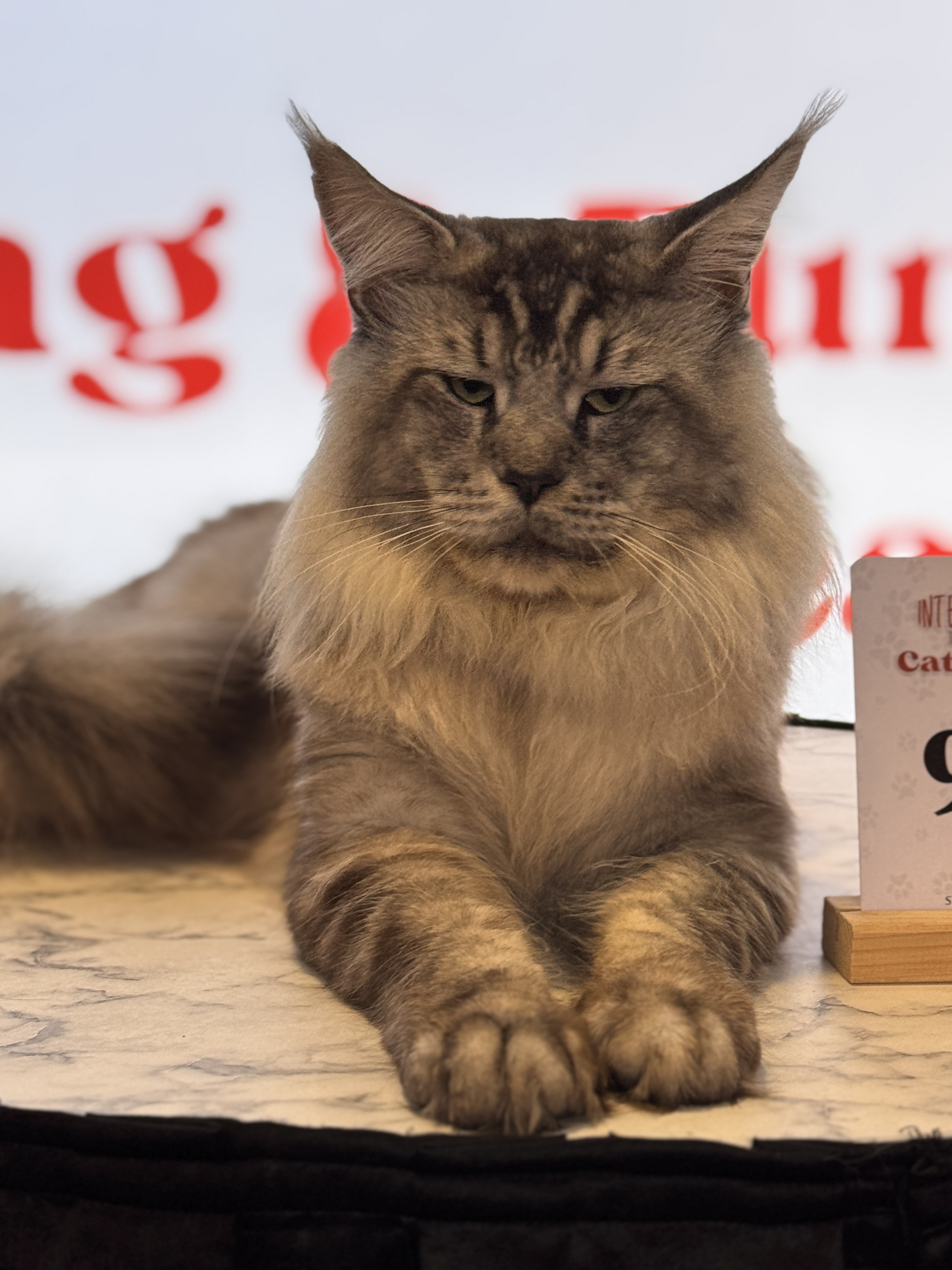 GICH. Hunstman Umi Naomi Neko