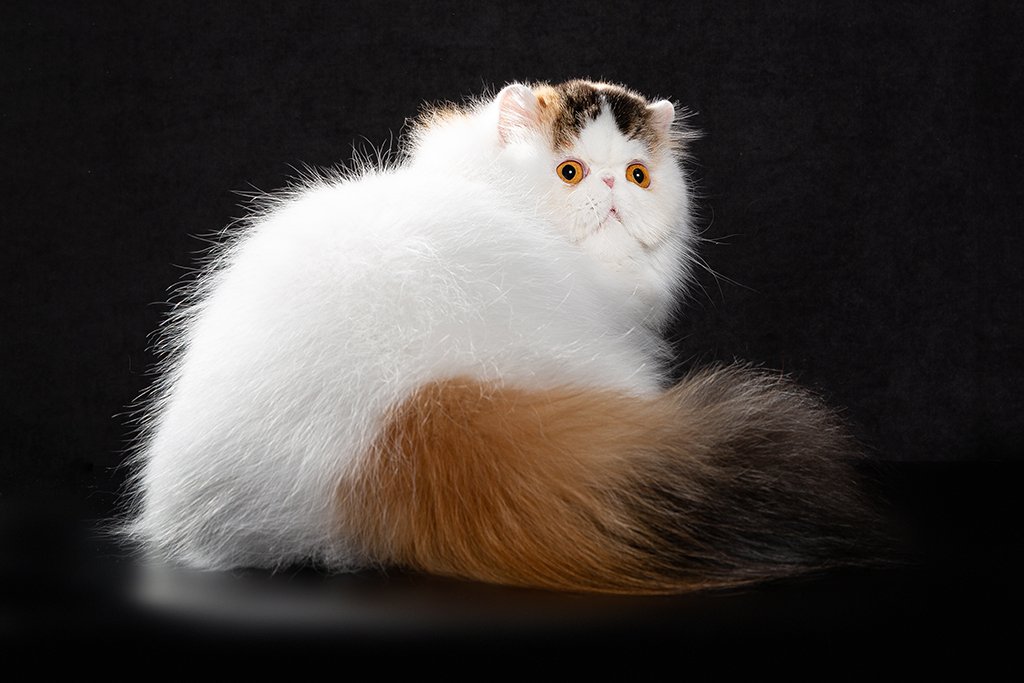 ICH. Black Pearls Aurora