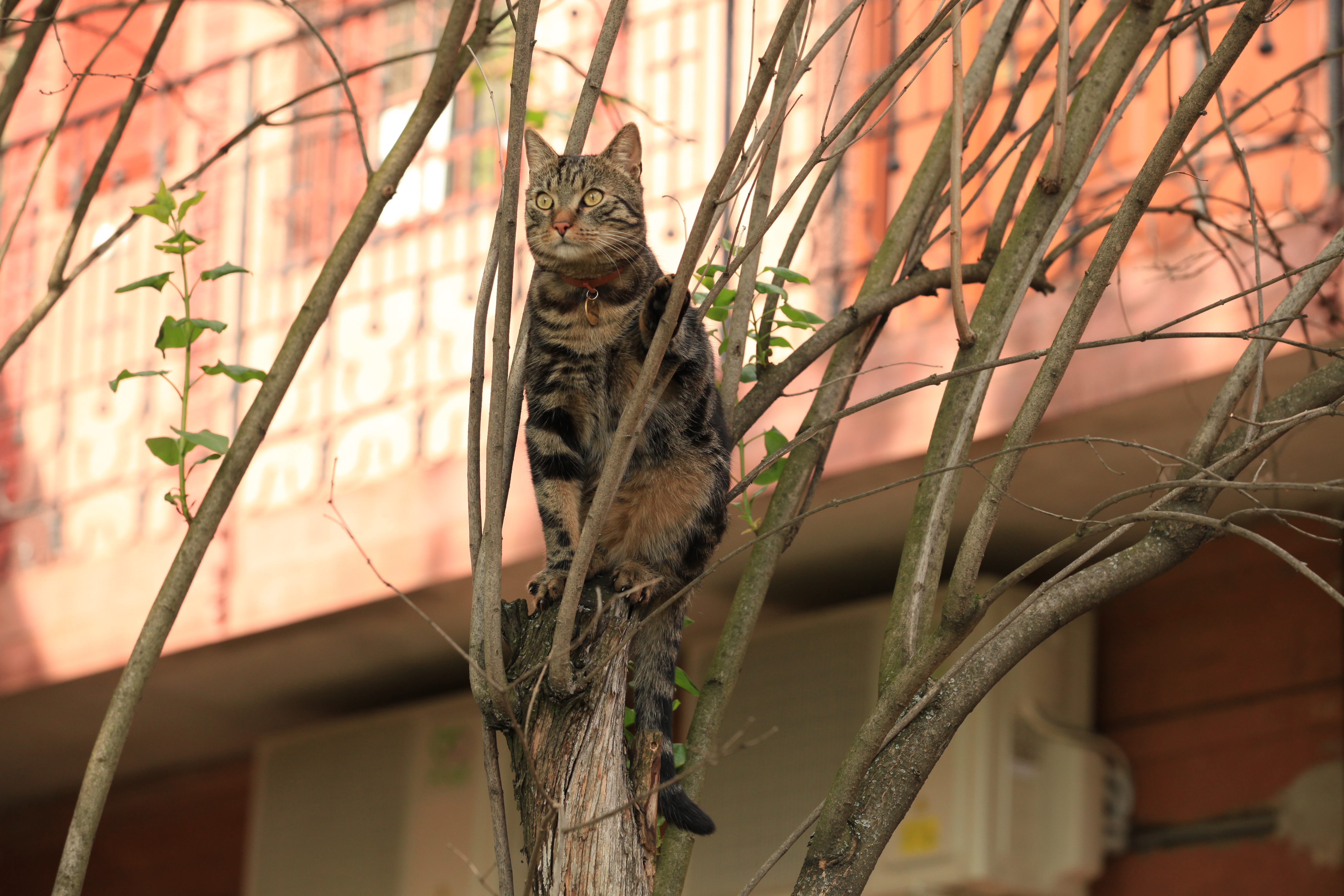 Vitéz Sajóbábonyi Varga Kat