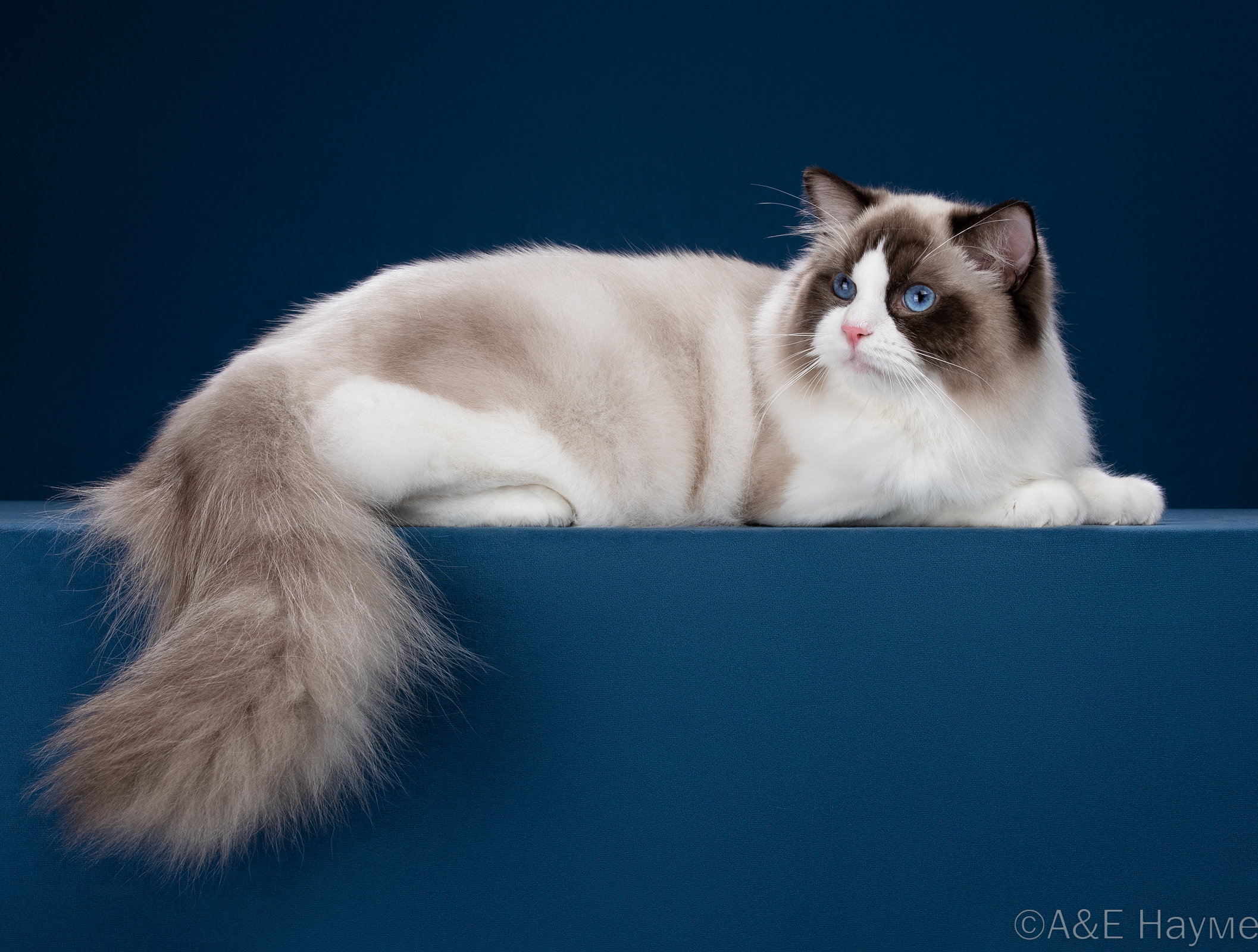 GICH. E'Gucci CareForPets*RU