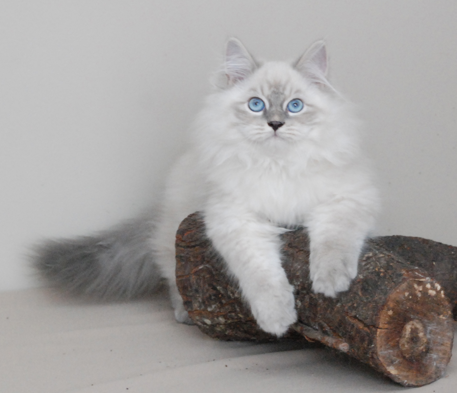 Sudar’ Solntsa Korona