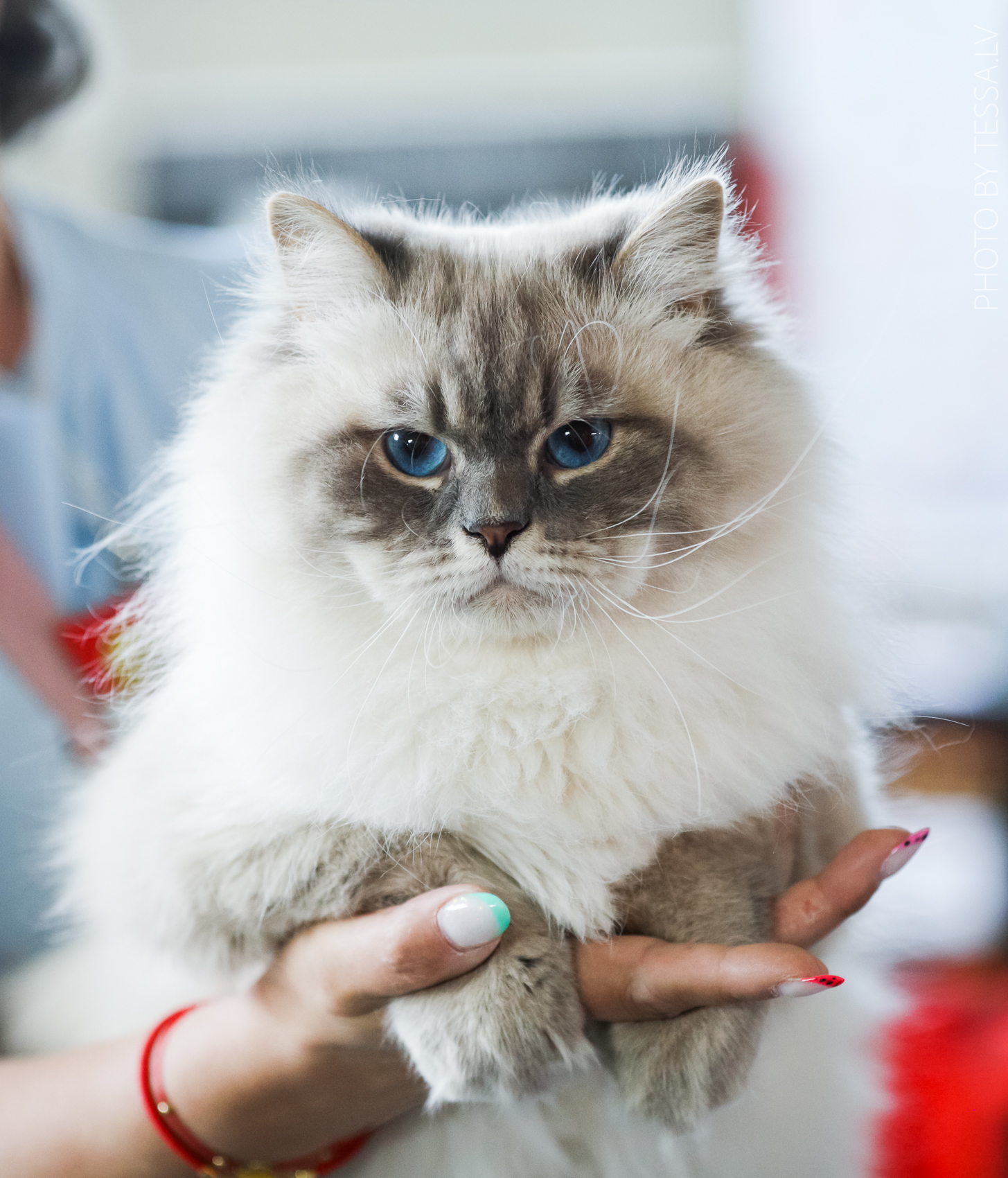 ECH. Fabrisio TOP*Matryoshka