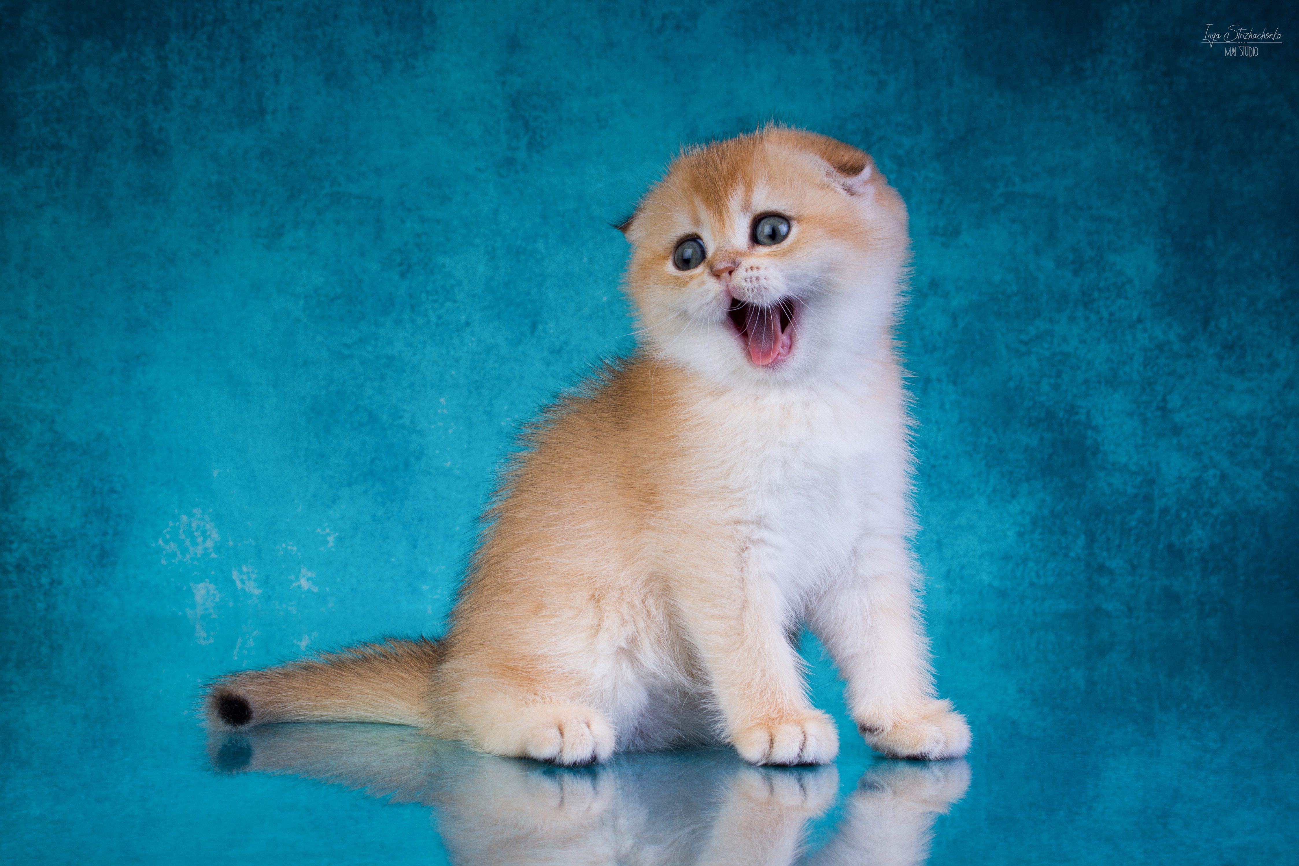 CH. Be Izabella Nostalgie Beauty