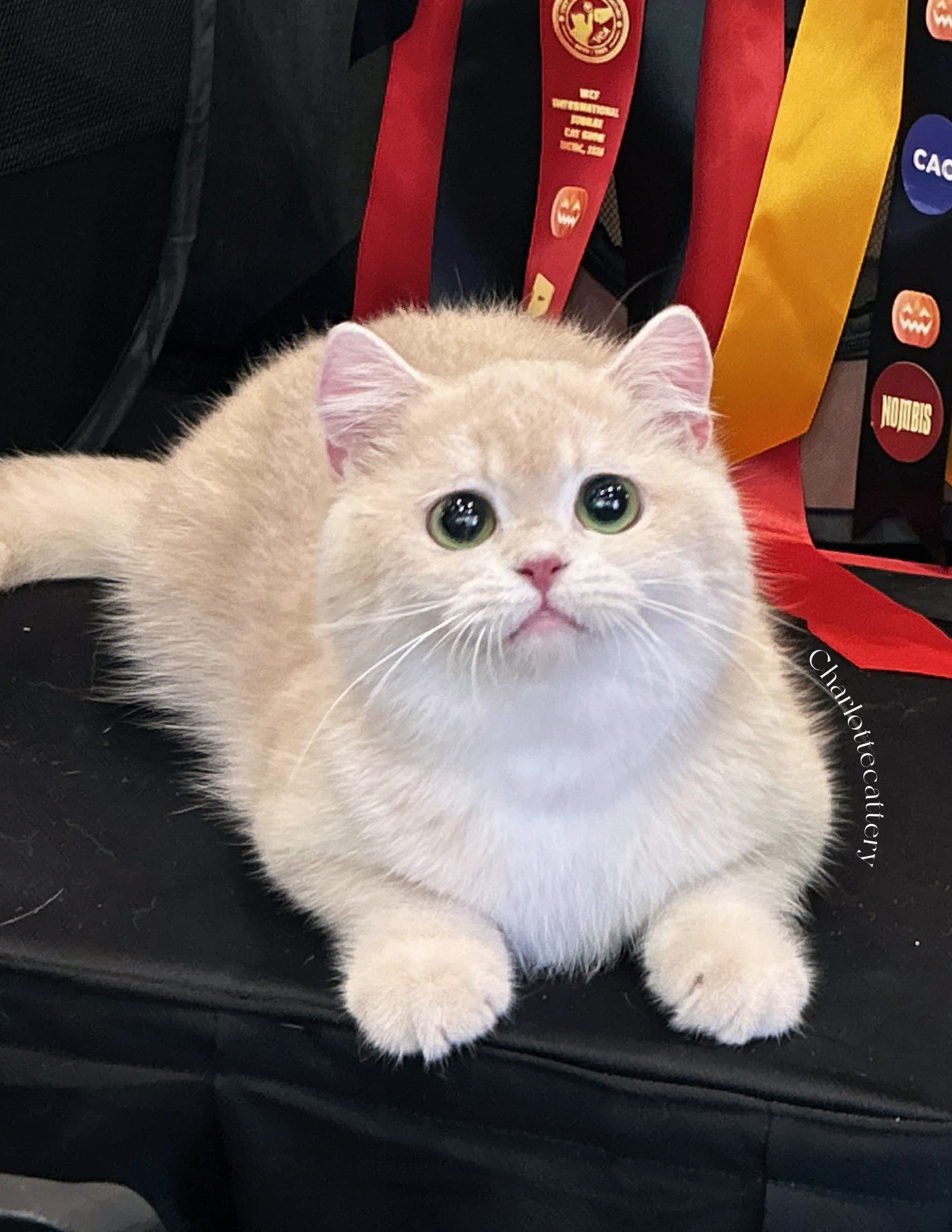 CH. Charlotte Brooklyn Queene