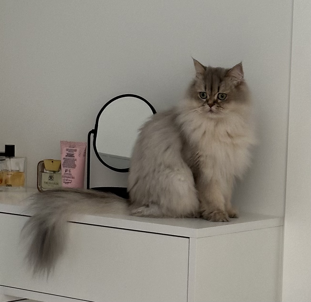 Sweet Whisker Afrodita