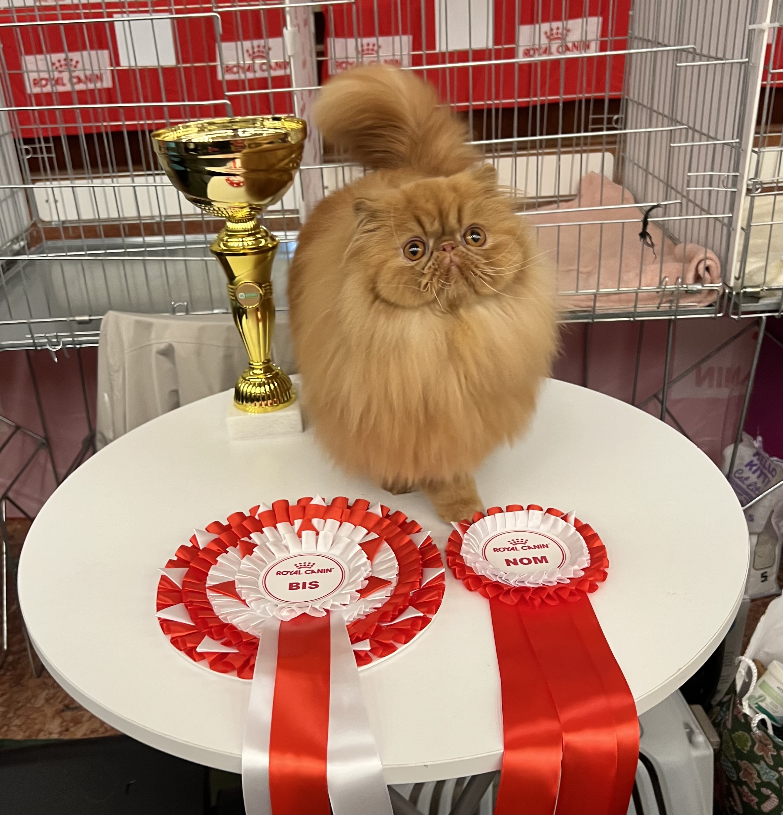 RO* FLAVIUS’ CATS LEGEND OF FIRE