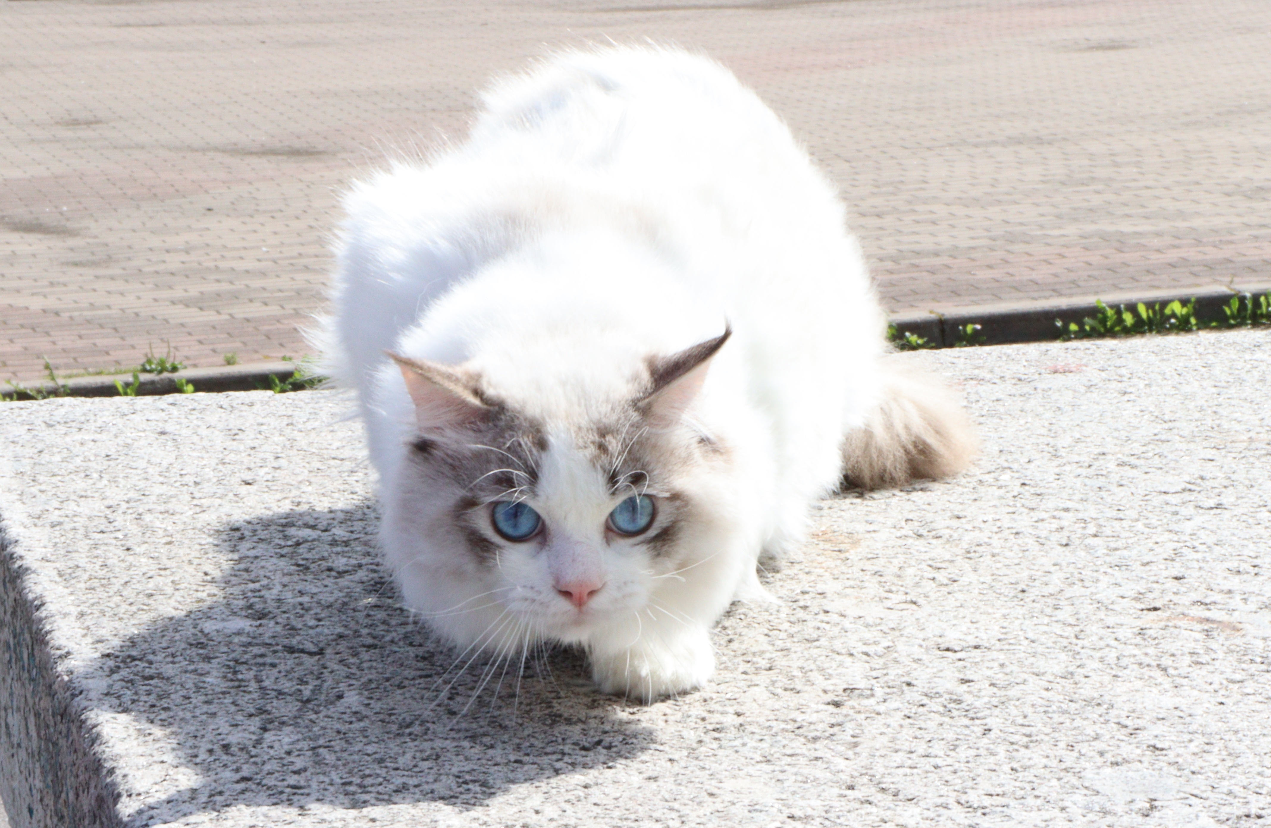 CH. RAZDOLLIE*RU DARCY