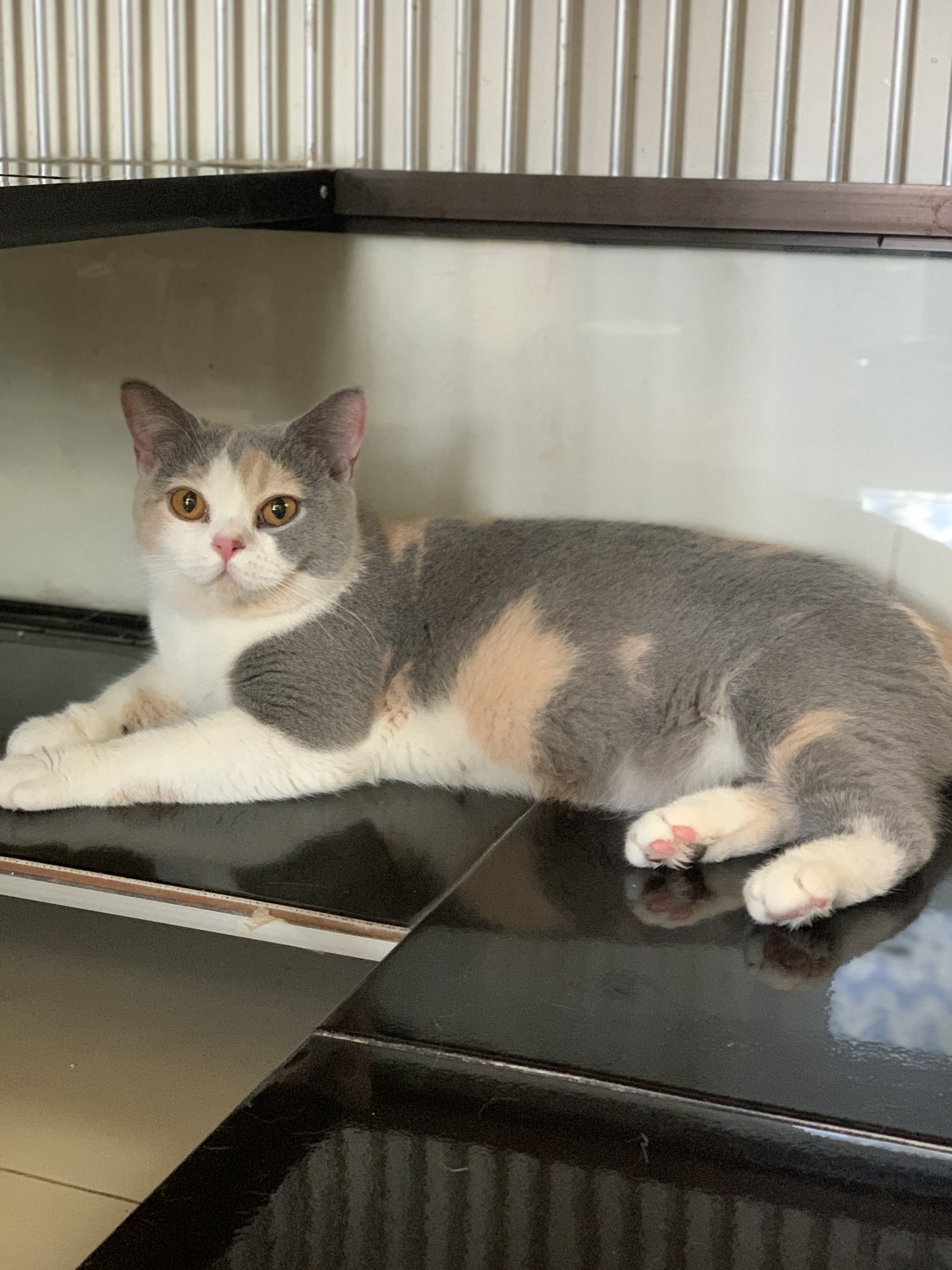 CH. Cinnamon Cake Honey