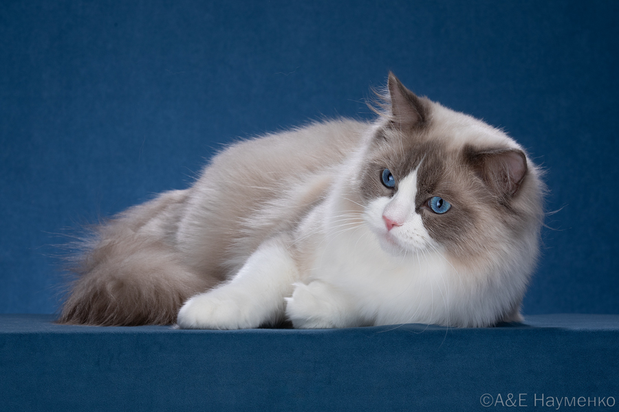 GICH. Z'Only CareForPets*RU