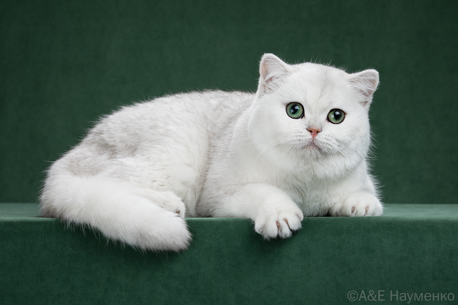 NeoLit & Lusy Style Silver Xarus