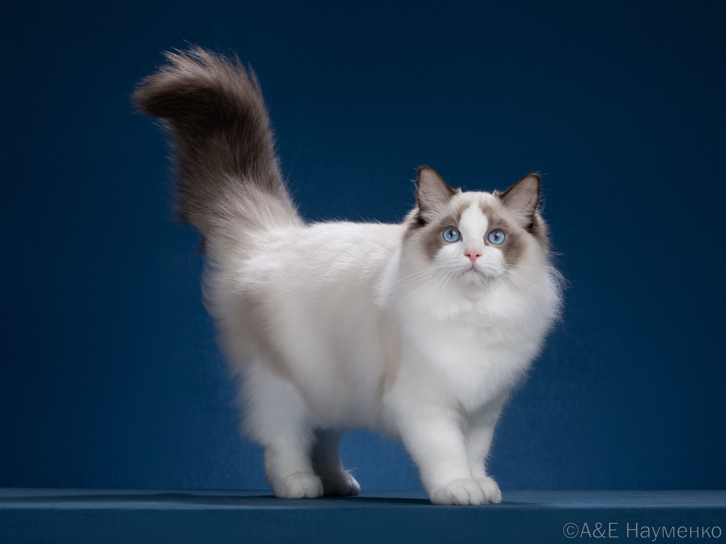 JCH. S'Ponchik CareForPets*RU