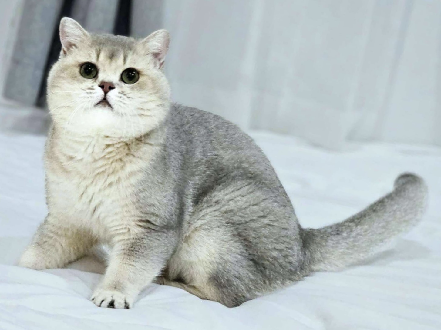 cat image
