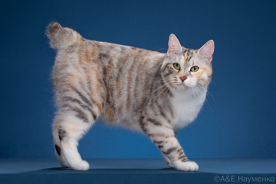 WCH. BW’24 Helga Nav Silbermond