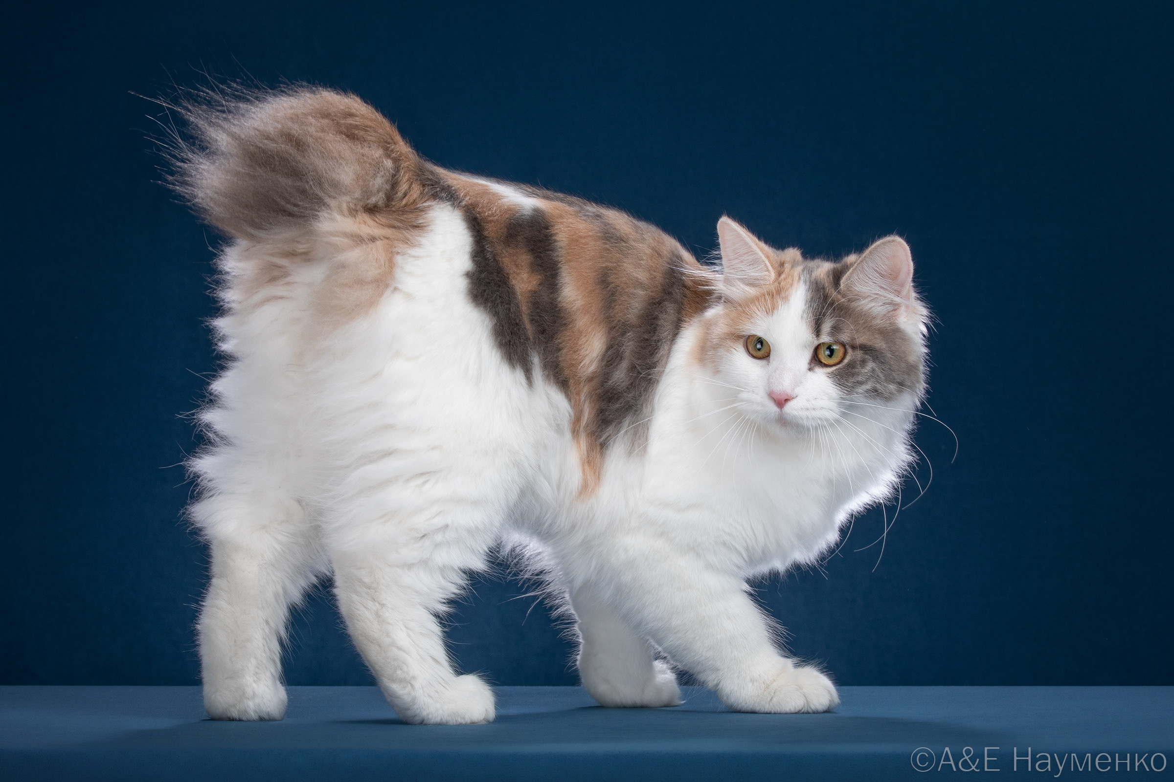 KCH. Tais Afinskaya Jak Silbermond