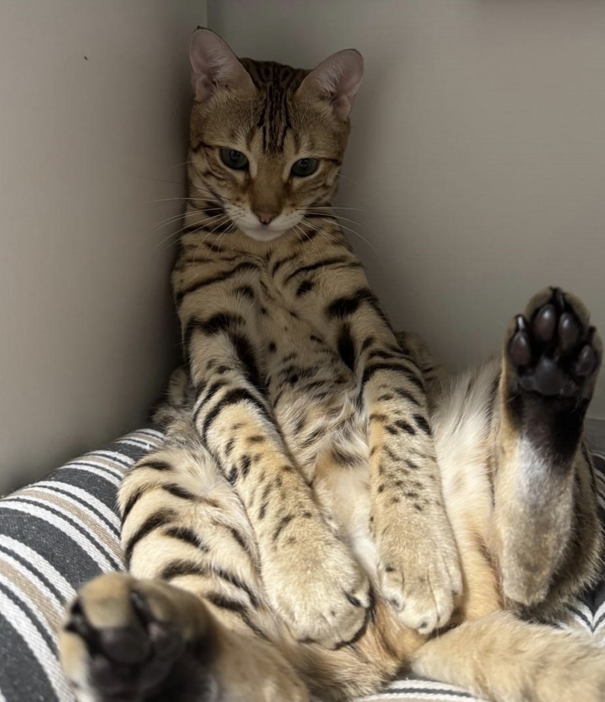 CH. Goralguru Jasmine