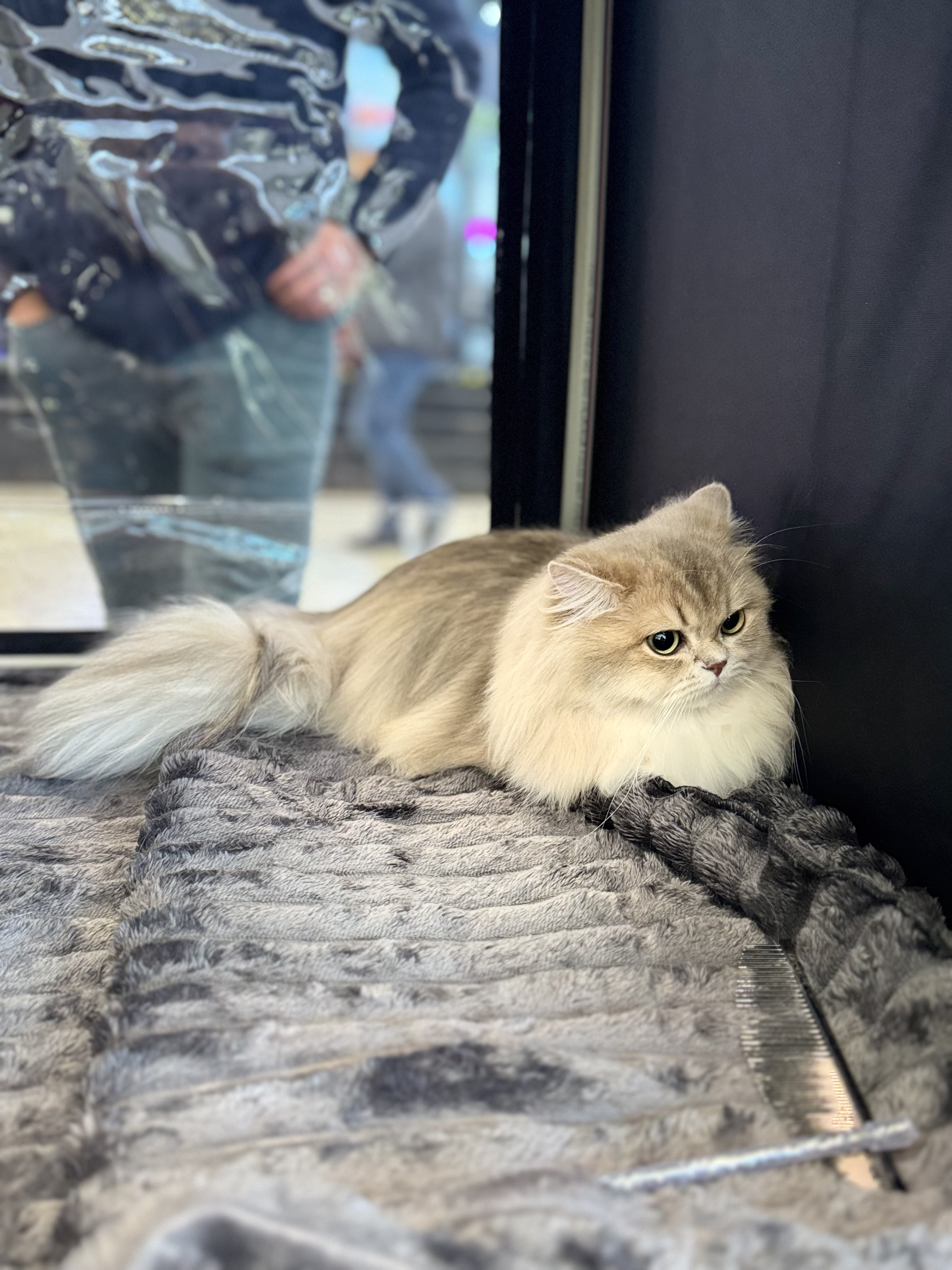 Sunny - Favorit VIVIENNE