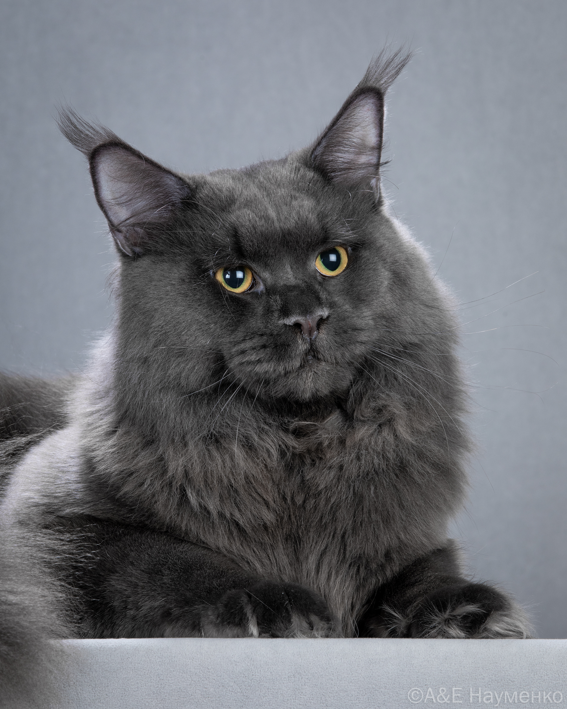 Addison Alvares Dreamboat love