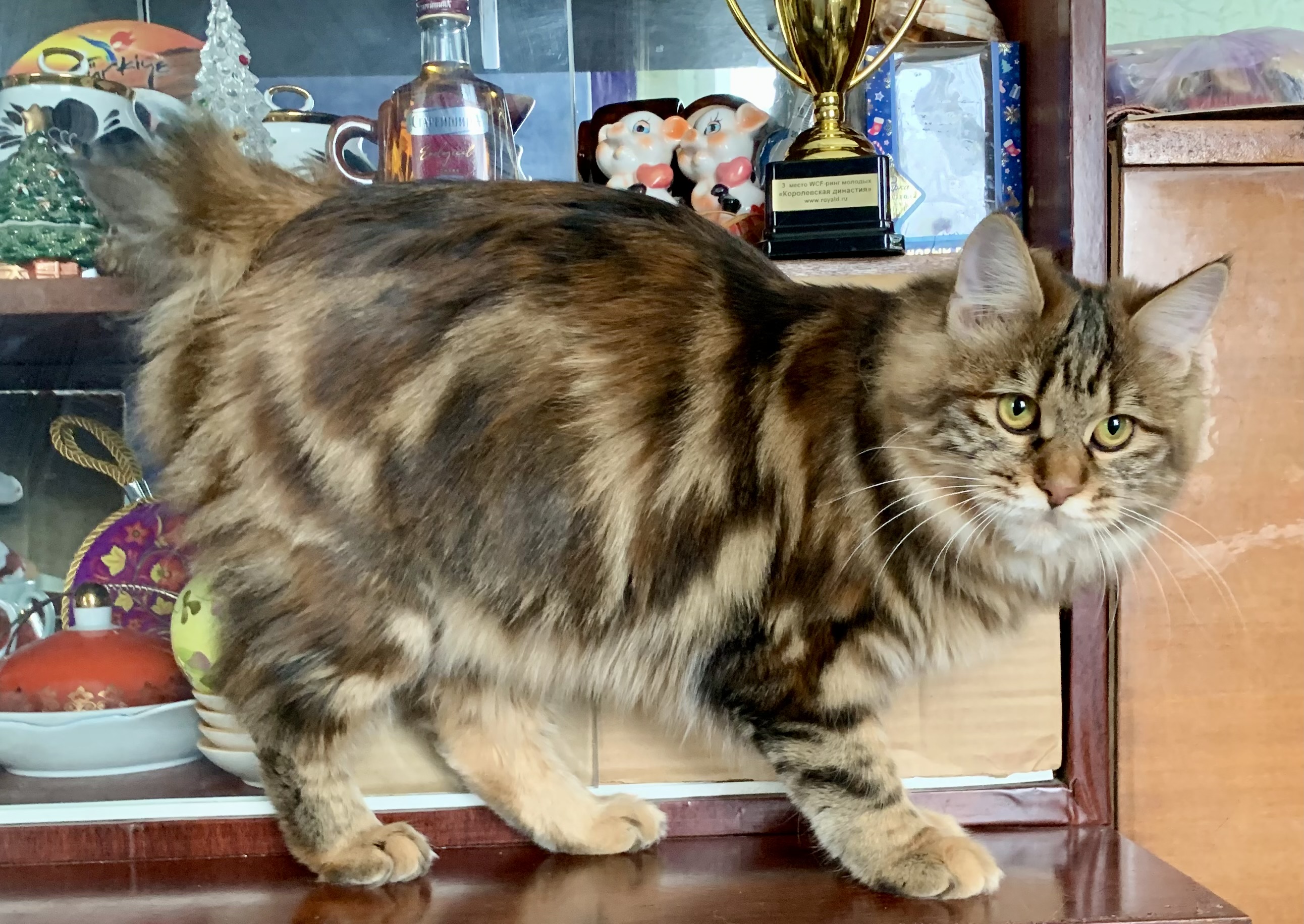 JCH. Horoshava Taiga Romance