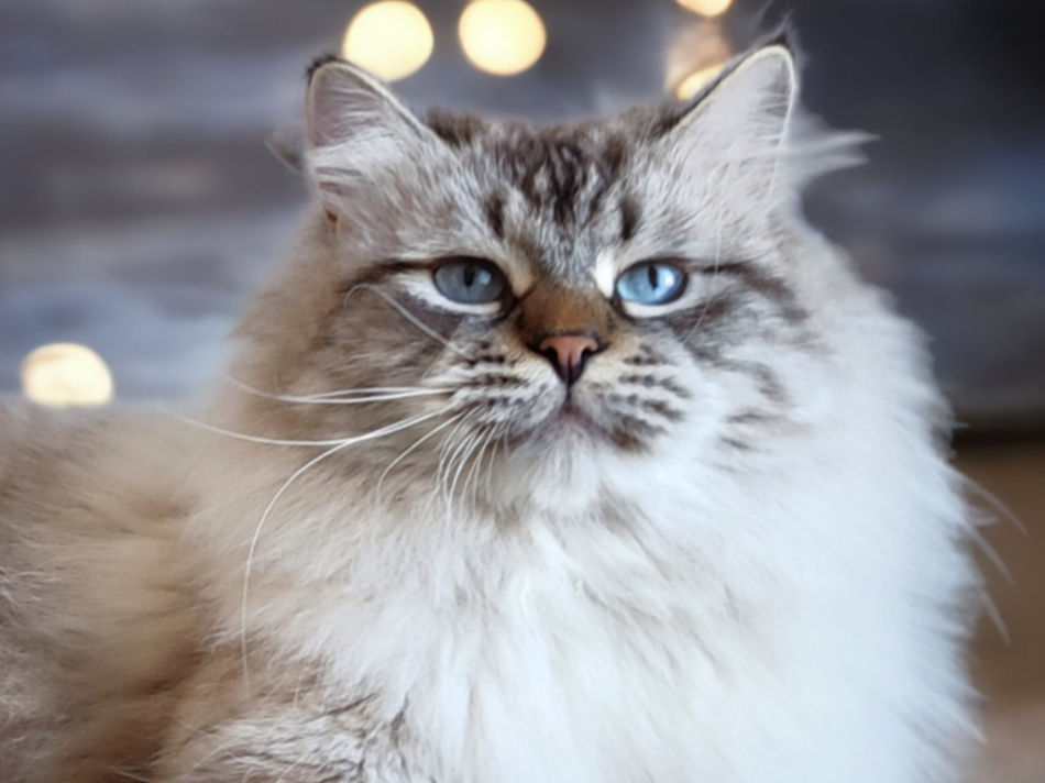 ICH. Geoffrey Fairy Lynx