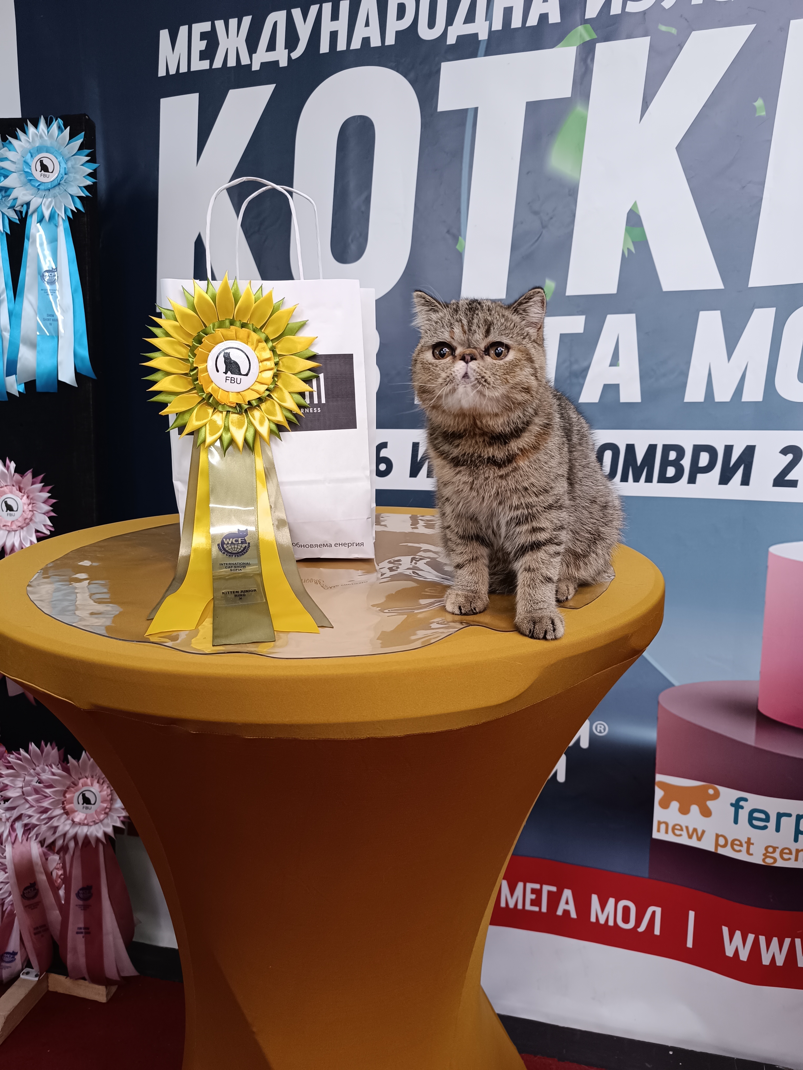 BG* Abi Royal Cat Deluxe