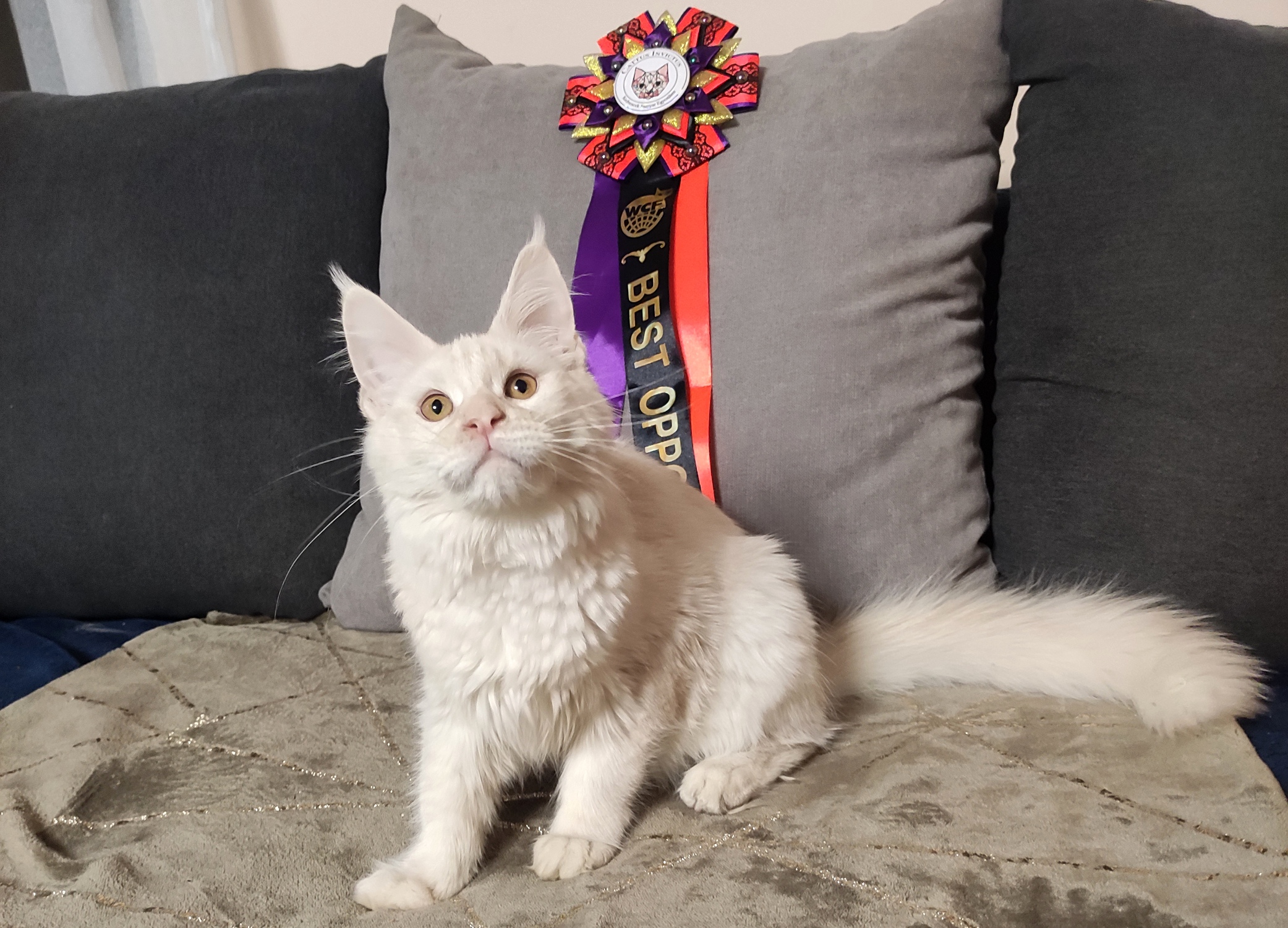 KCH. Gentle Max Xanti