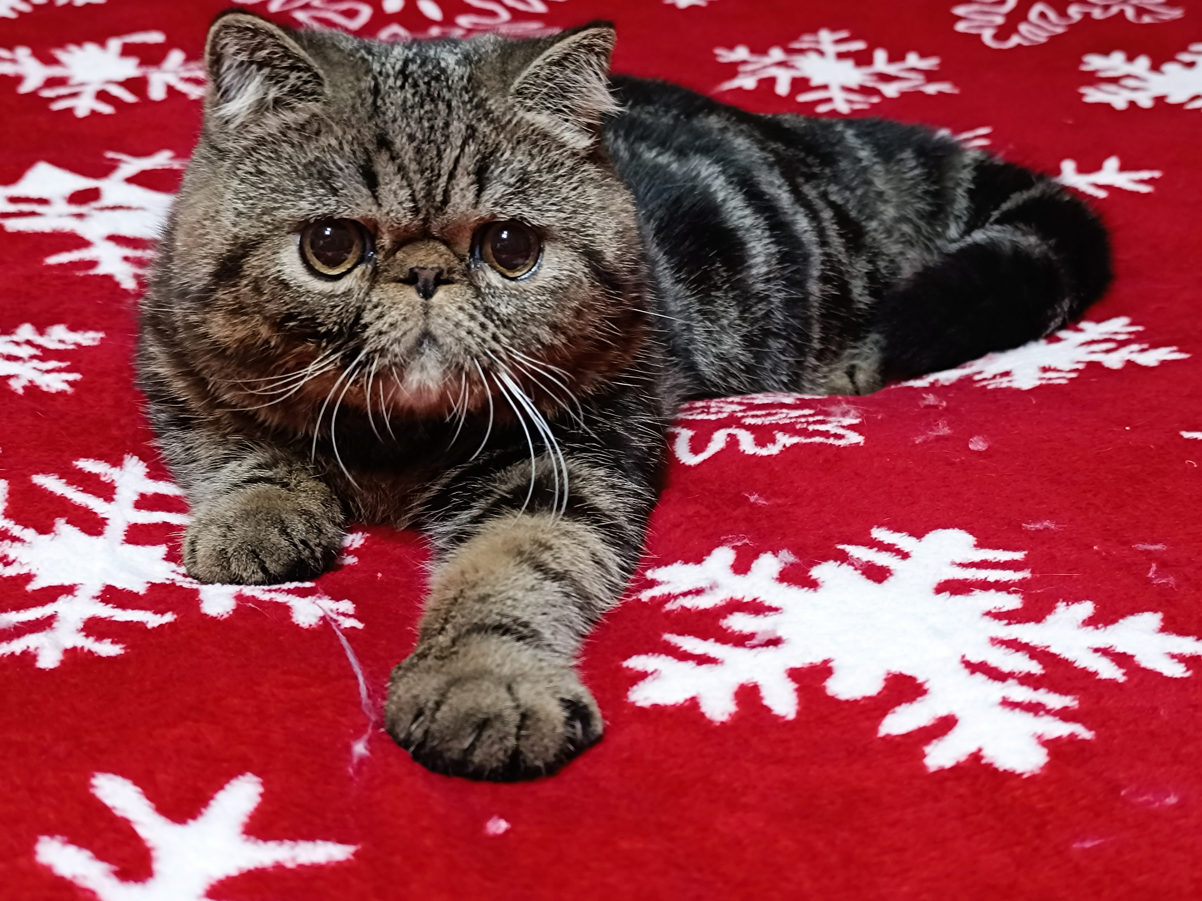 BG*Dallas Royal Cat Deluxe