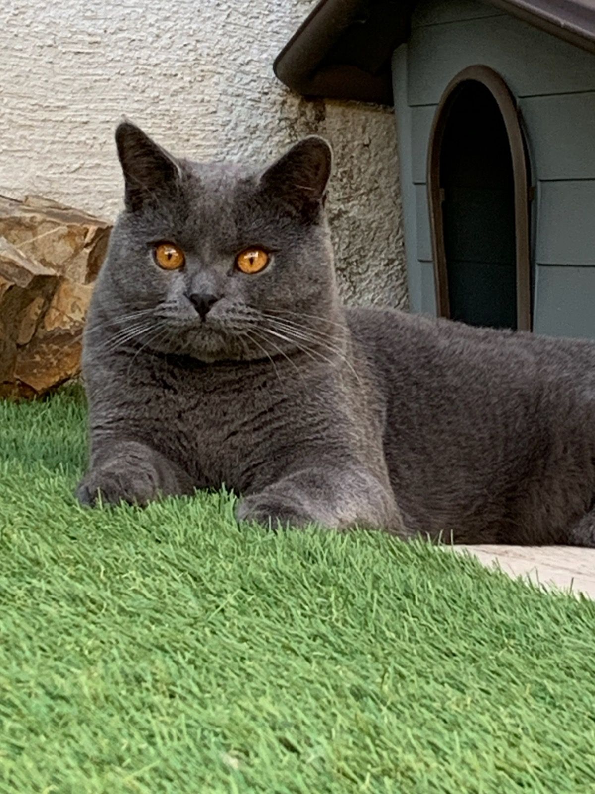 TIBERE DES BLEUS D'ANTHRACITE