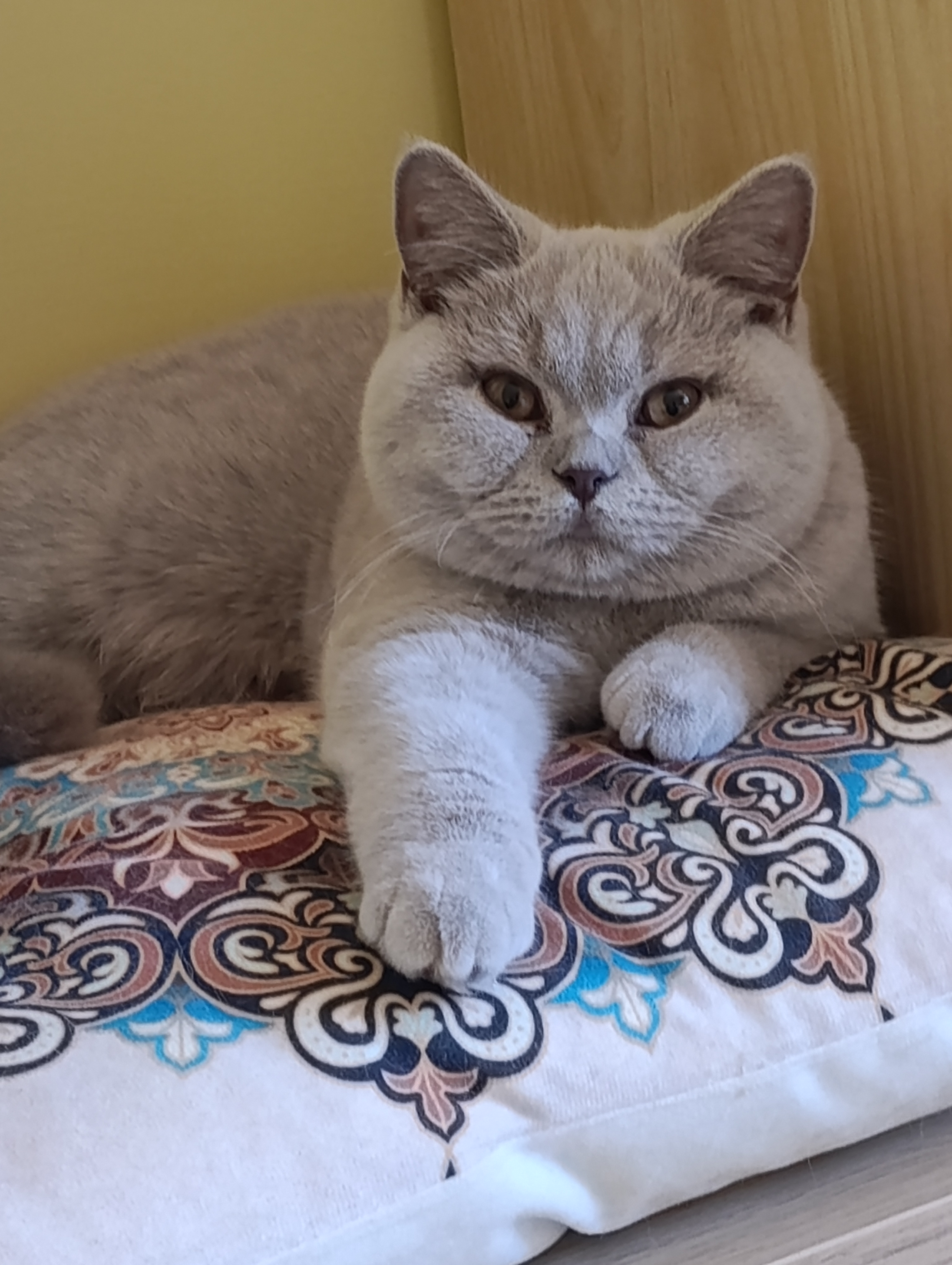 JCH. Patricia Your Honor