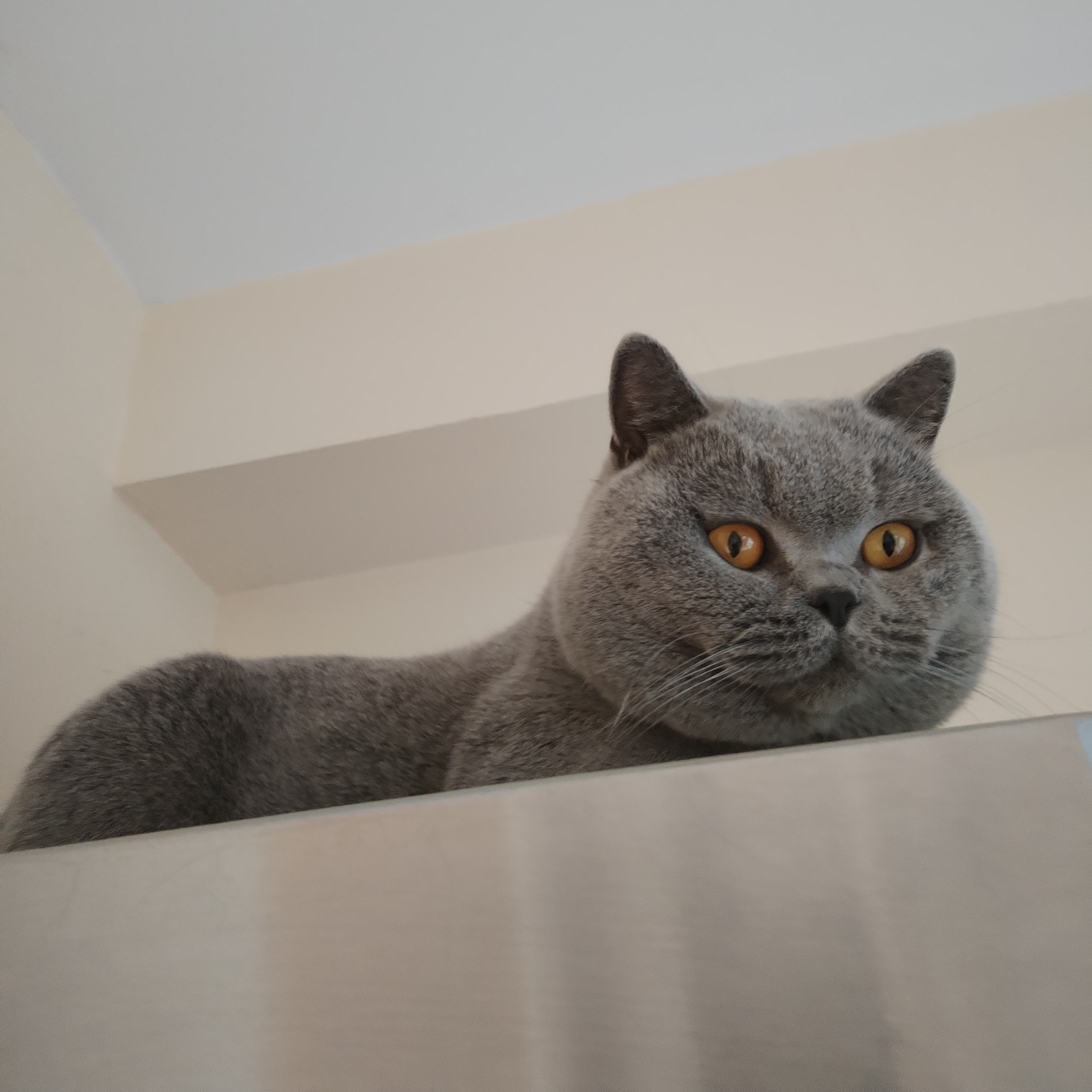 Enzo casa de la brita*ES