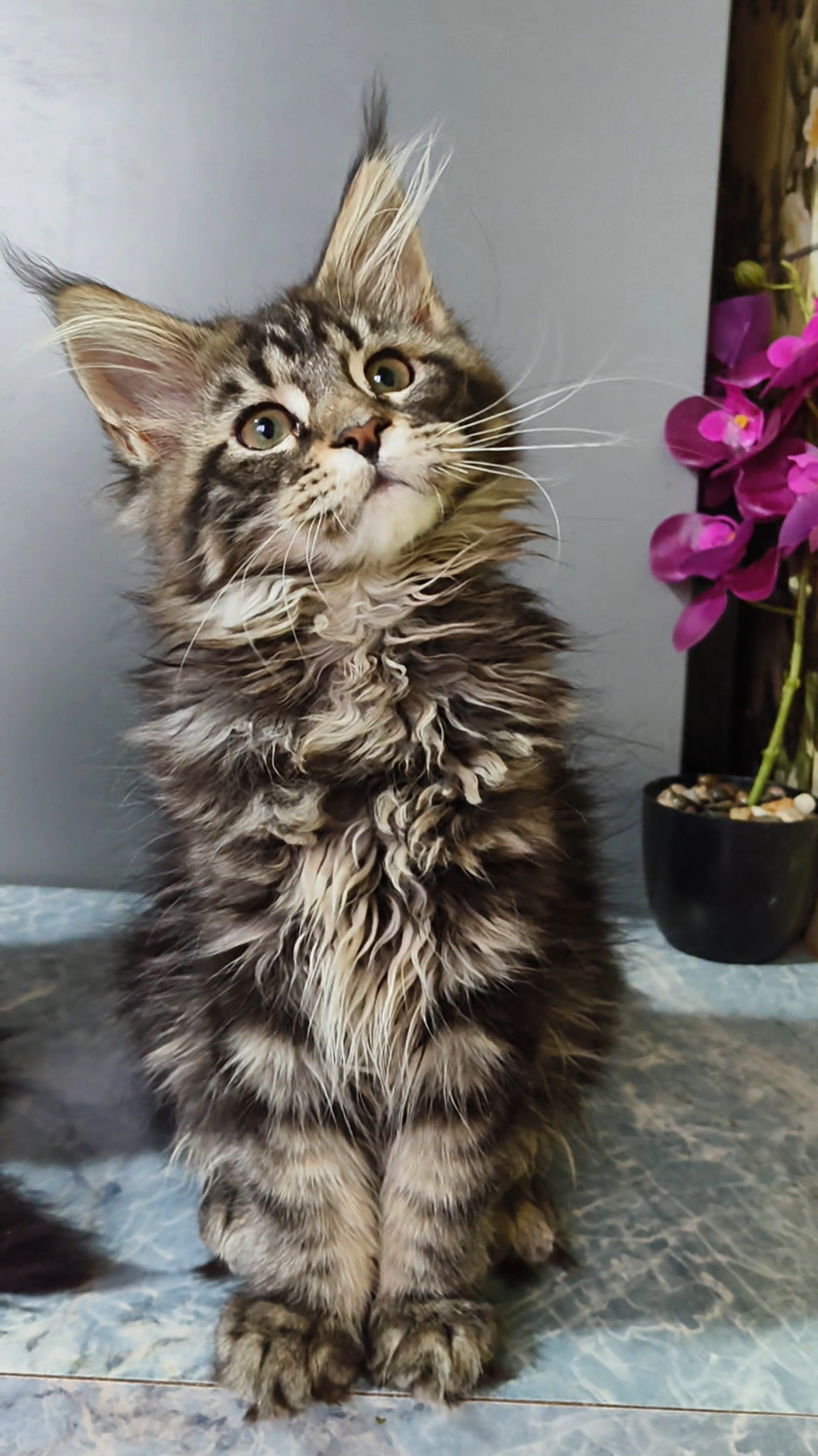 Star Maine Coons*RU Julienne