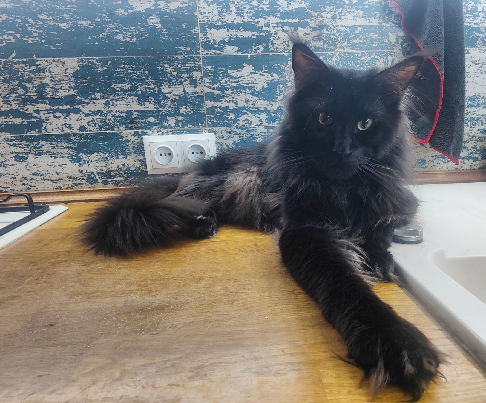 Dragoness UNICUM POSPISHIL