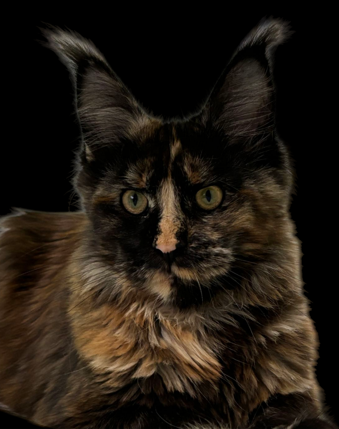 Petrah von Rammyhaus