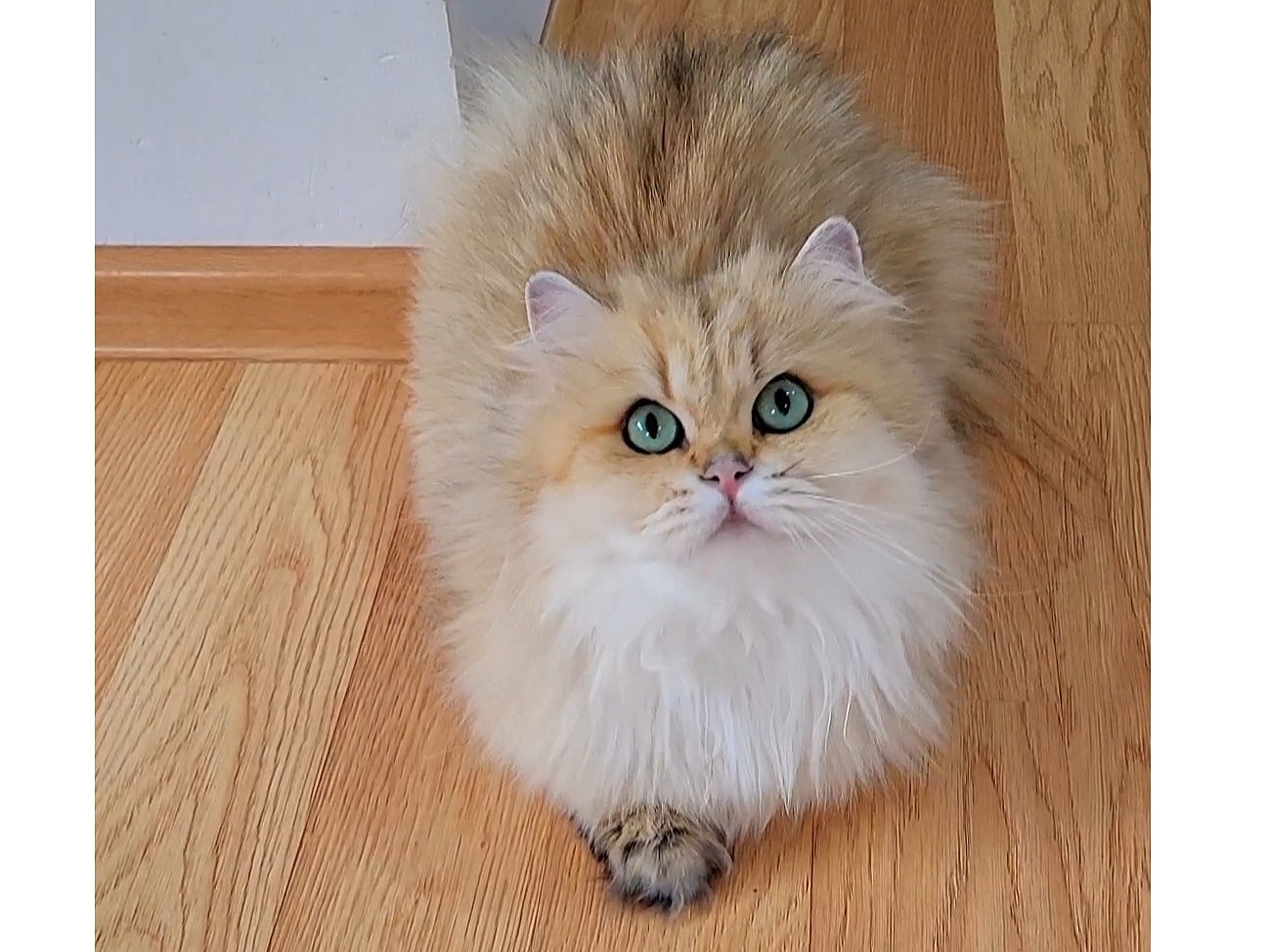 CH. Golden Knopka’s Nola