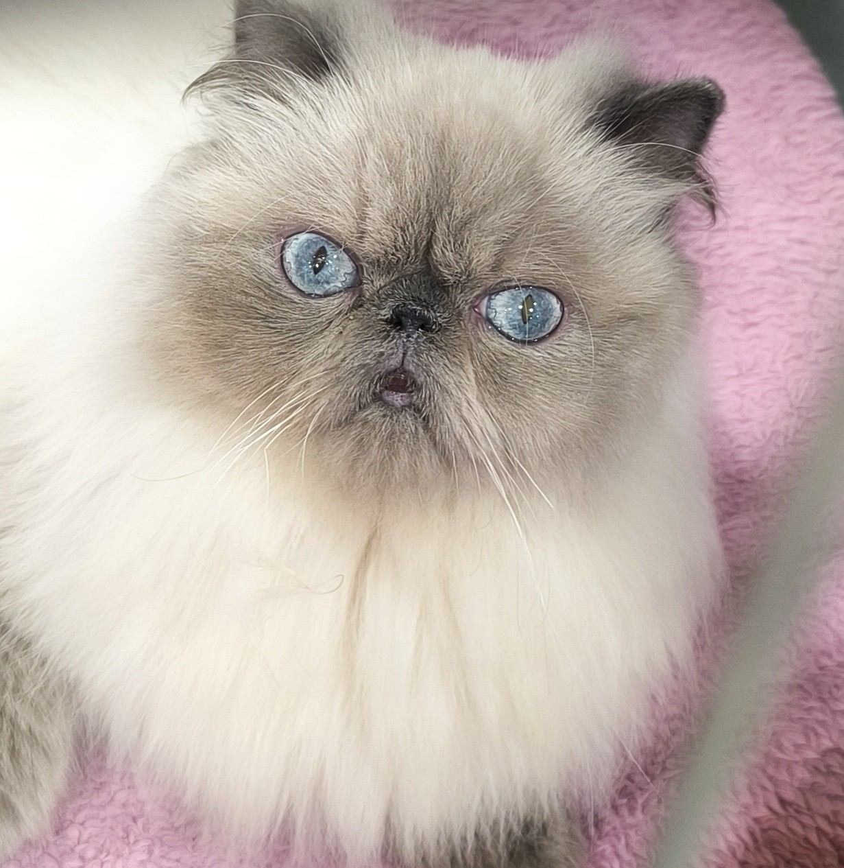 CH. HU*Domoszlói-Vadász Glória