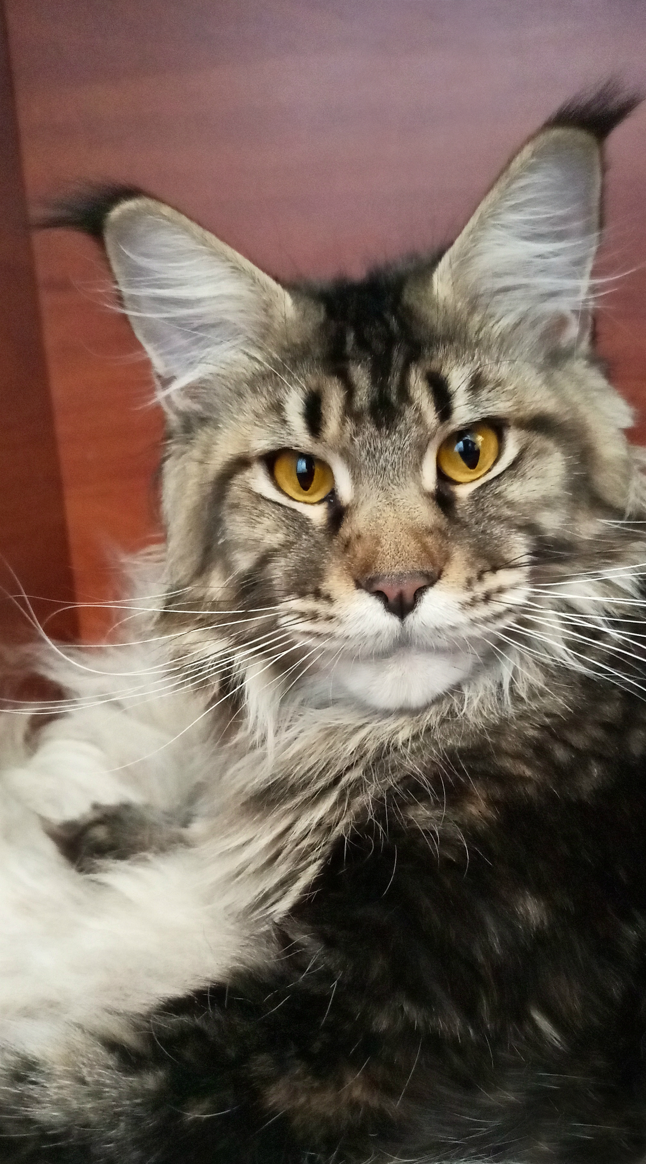 CH. Kun-ViLe-Kun Jeneva