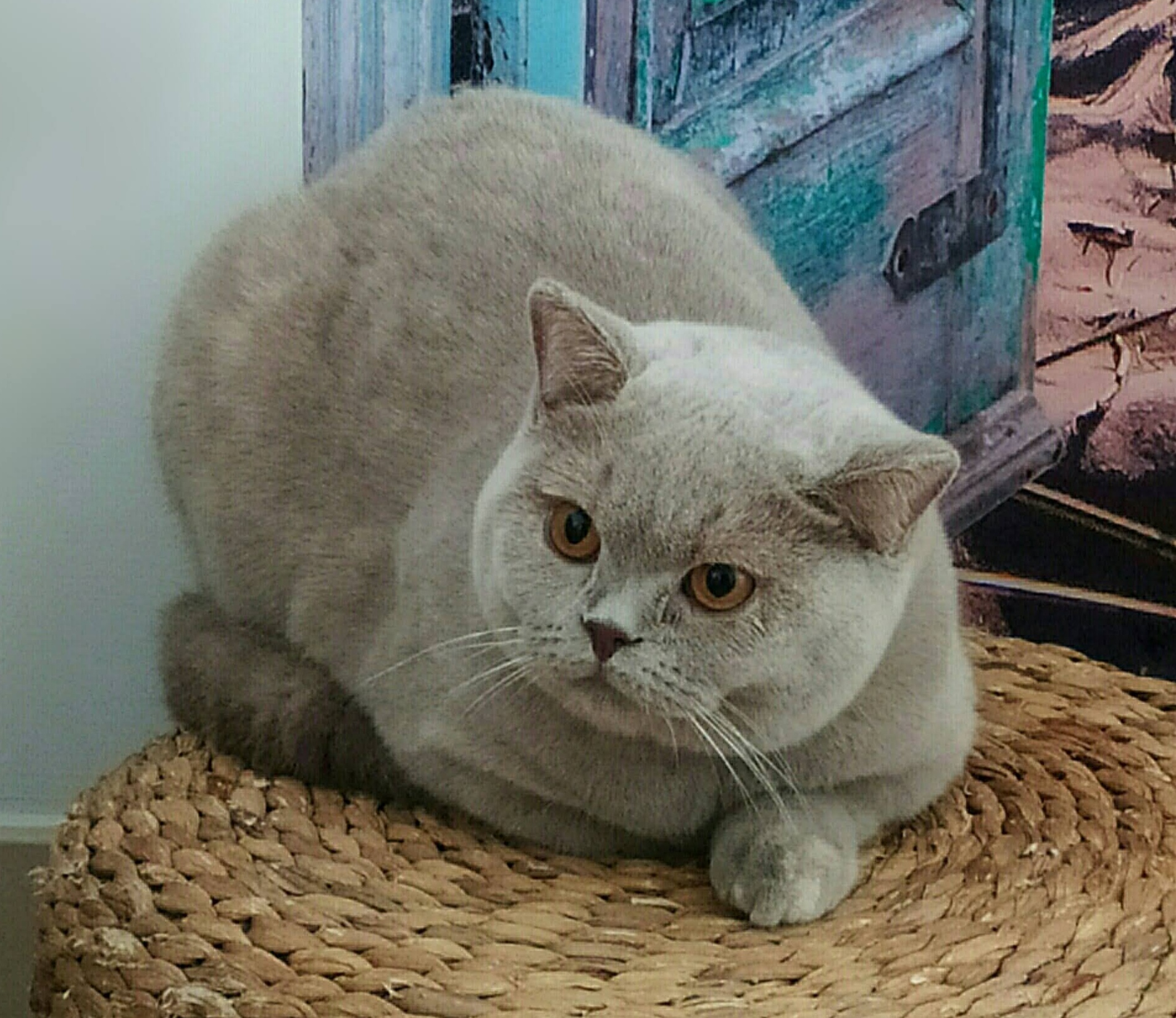 Jelly from Glorious Lotus