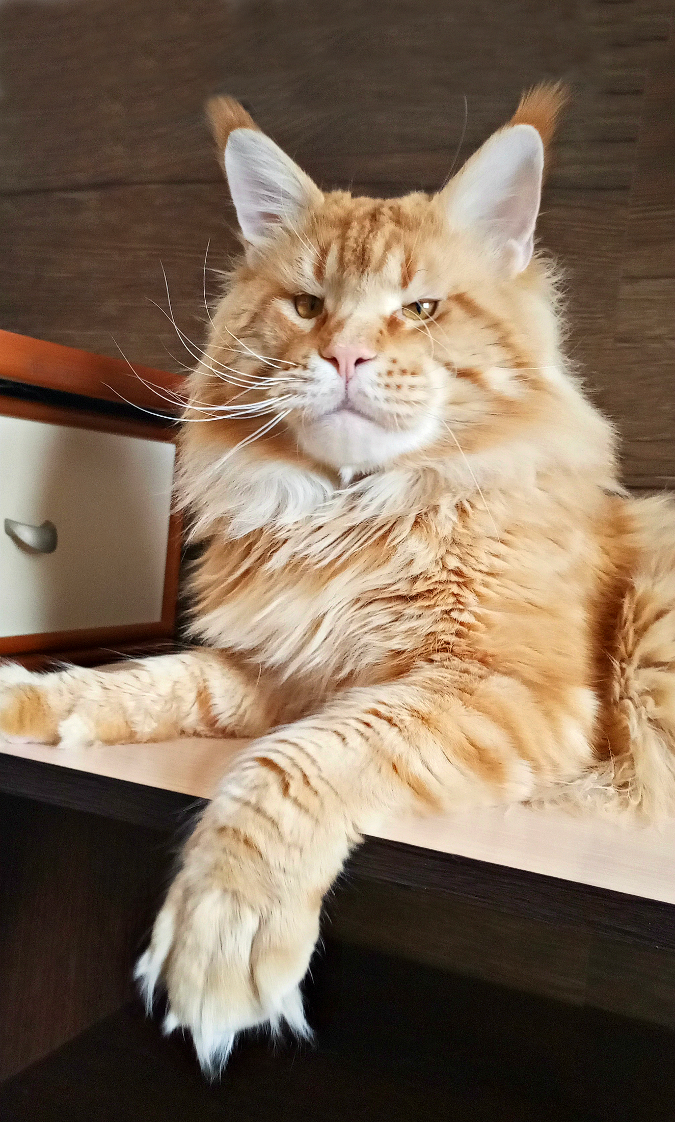 CH. Hitch Cock Dear to the heart