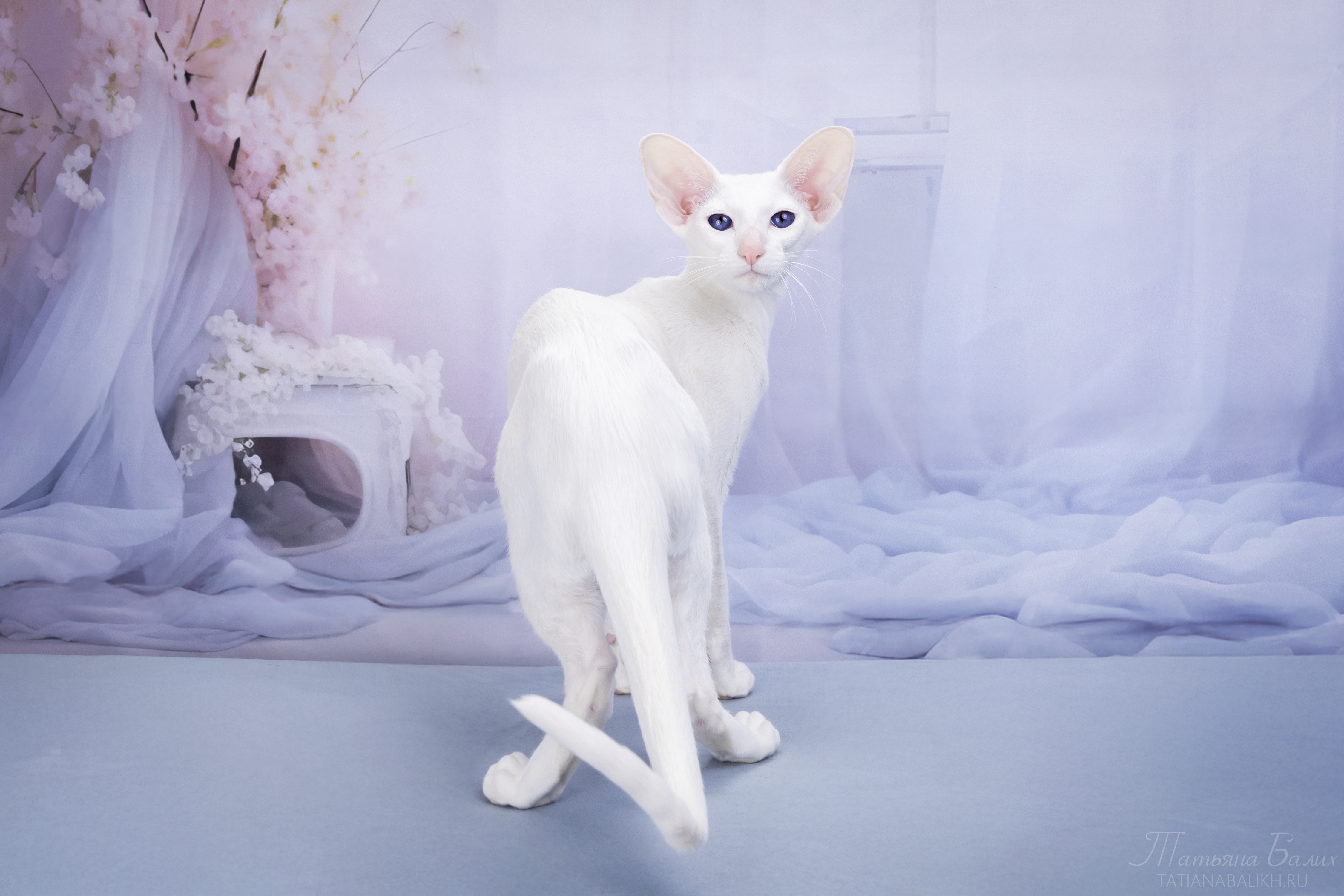 CH. Lolita Lovely Young Friend's