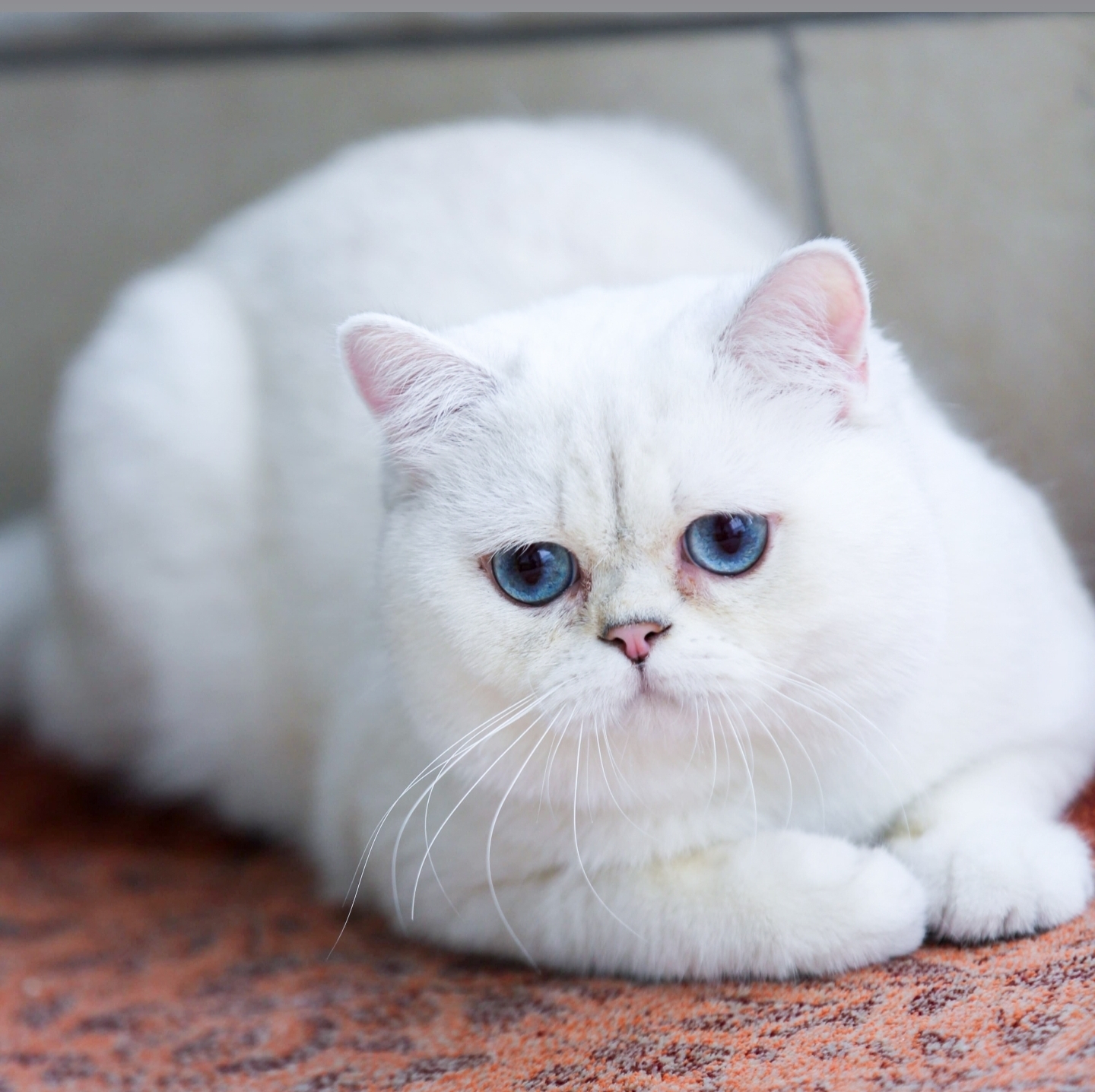 CH. Sunglowbri Diamond