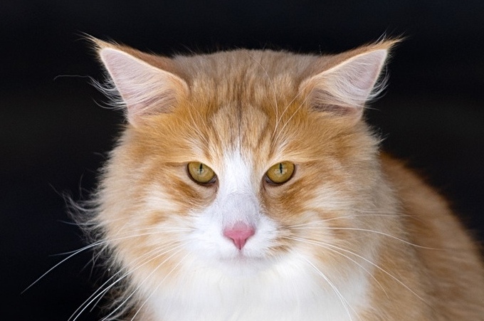 Arvid-III North Cape*RU