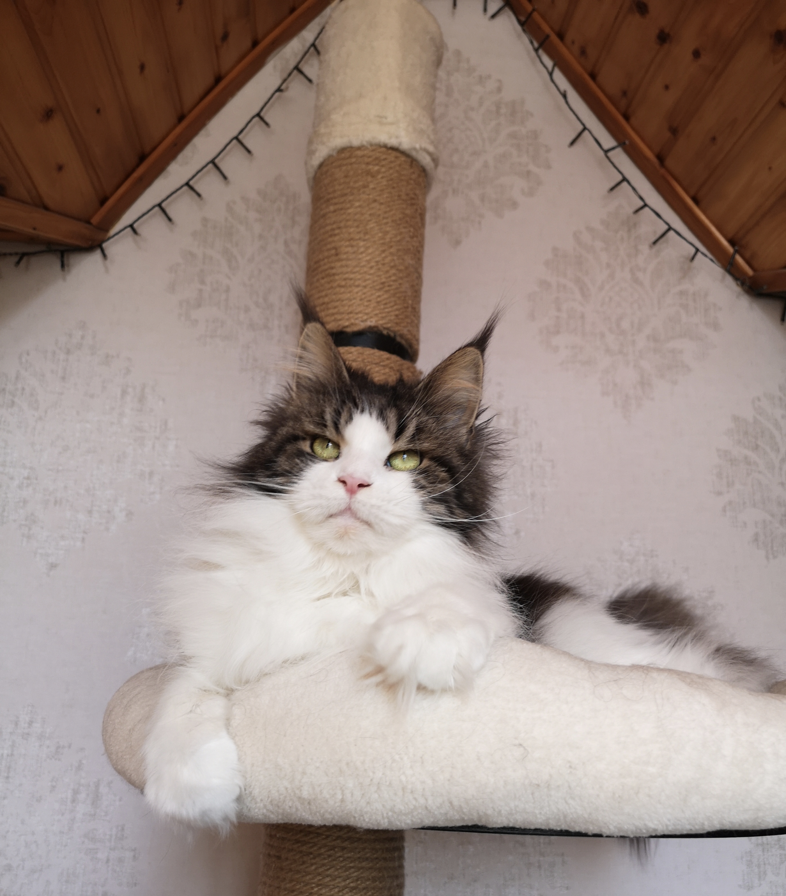 Elysia N's Mapuseta*RO