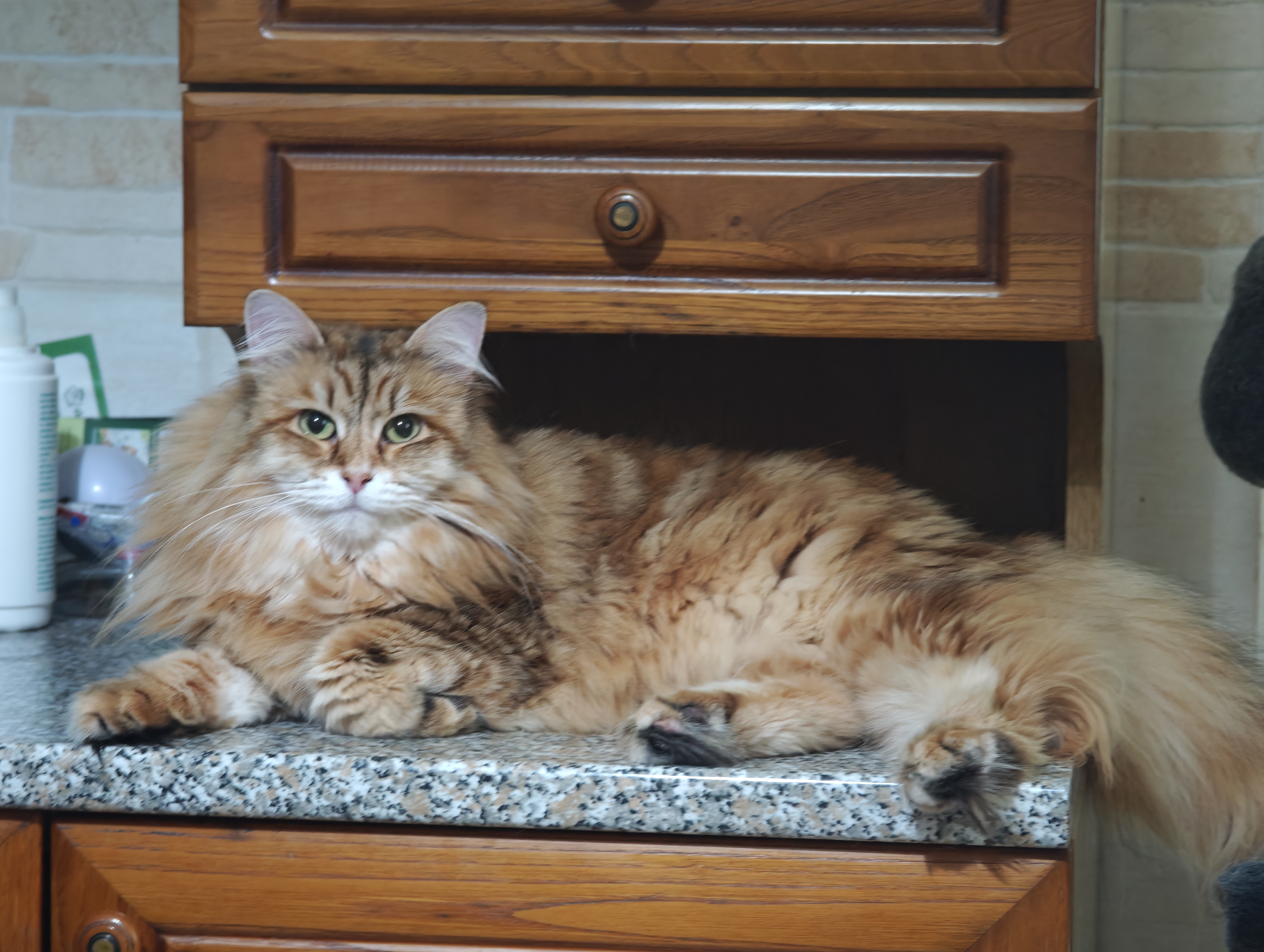 Seraphima vivalavita