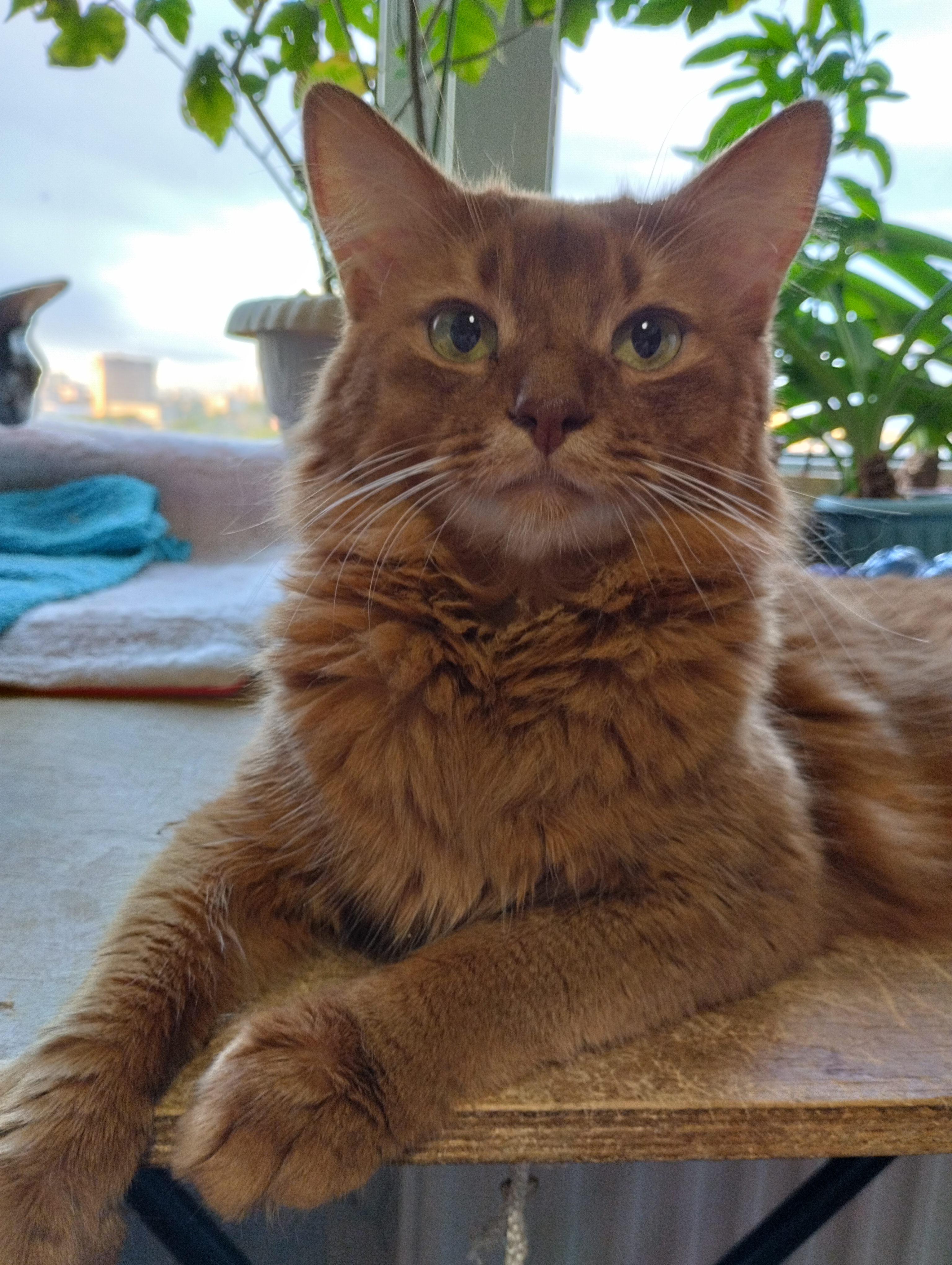 ECH. Somalissa Urban