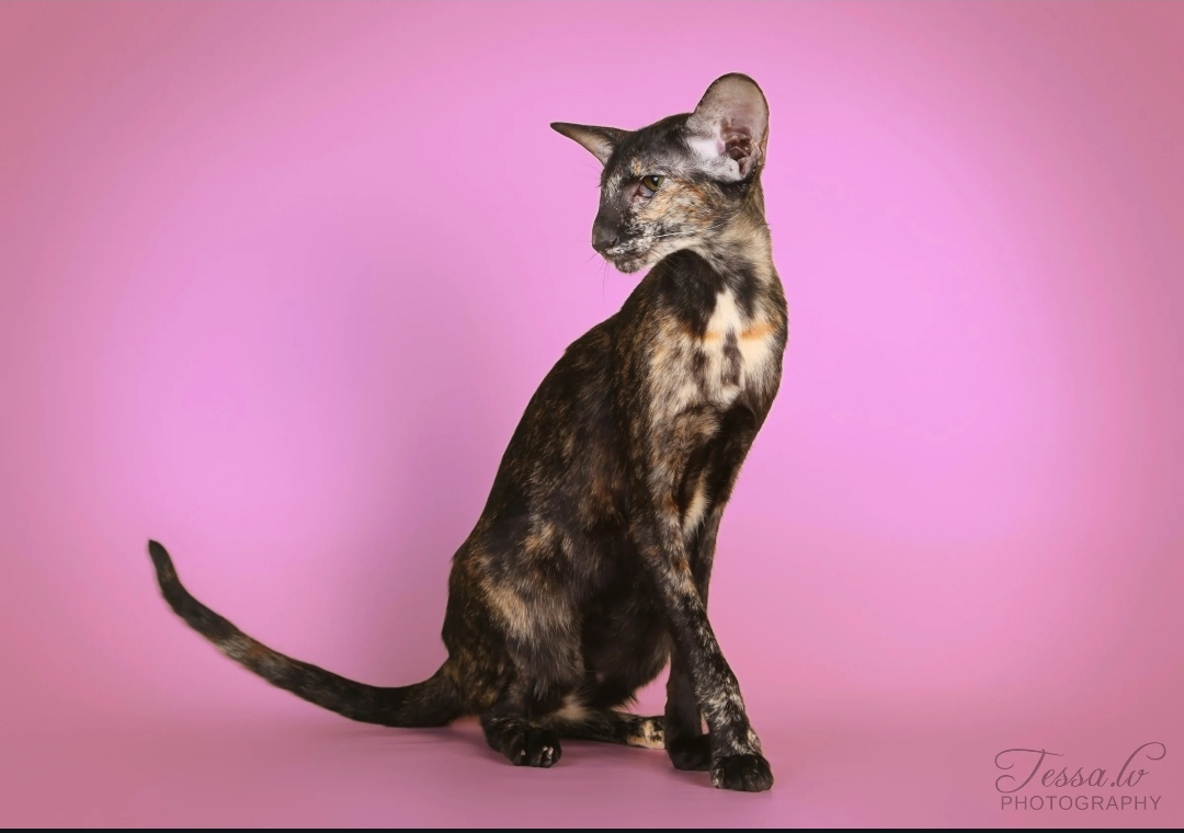 Gamze Abla-Gato*PL