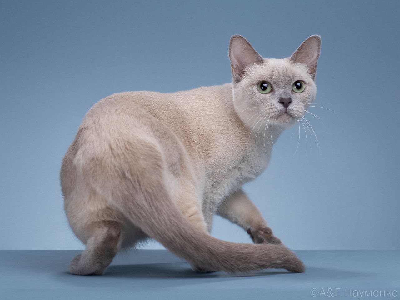 KCH. Yagoda Klukva Kisu Umi