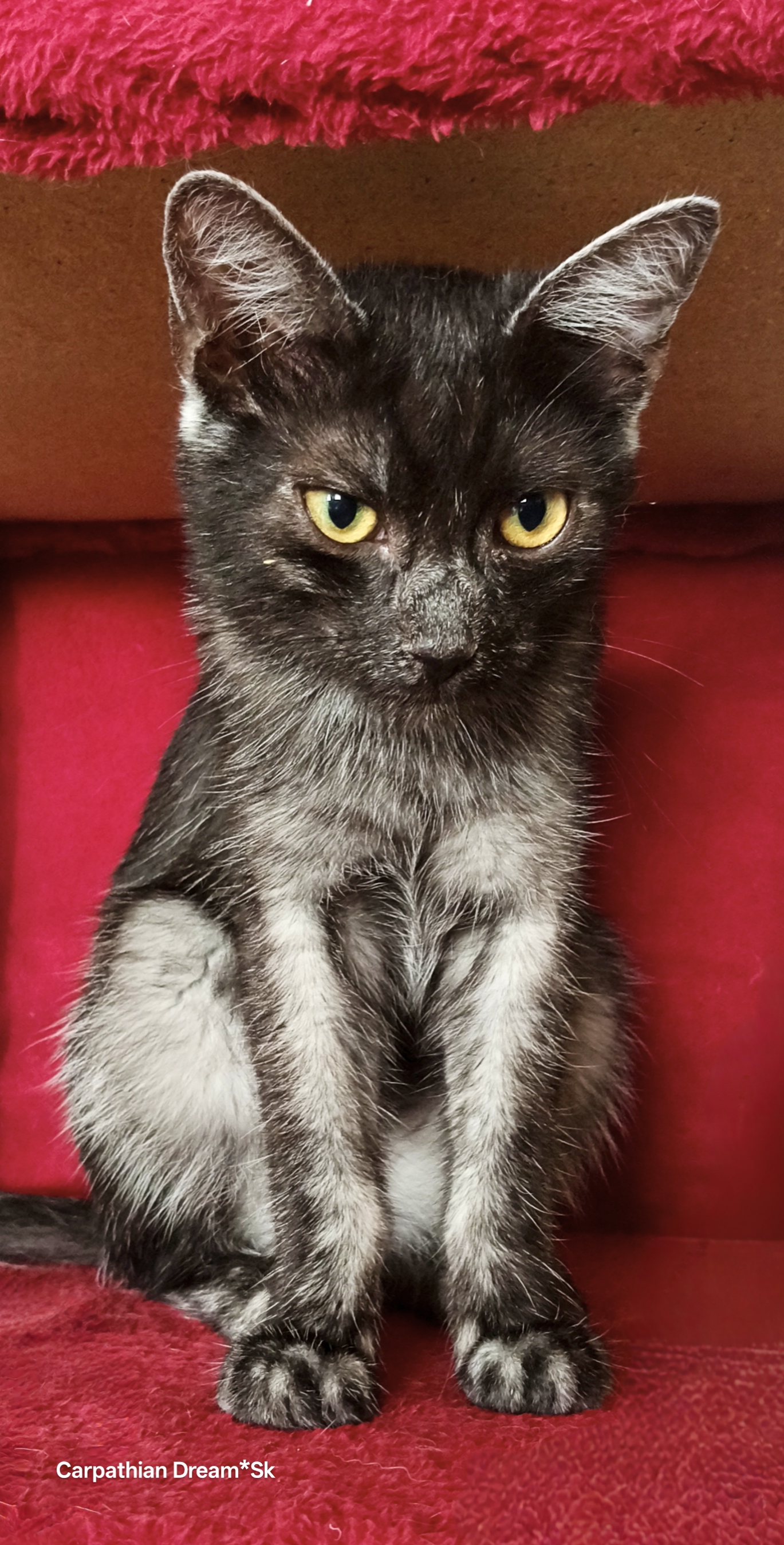 ALVIN CARPATHIAN DREAM*SK