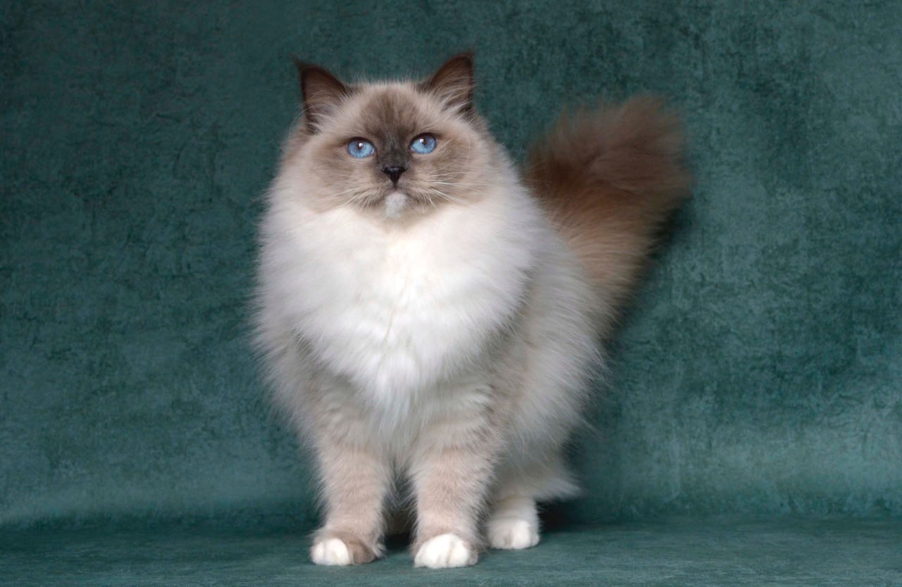 ICH. Ruslana Lesnaya Skazka