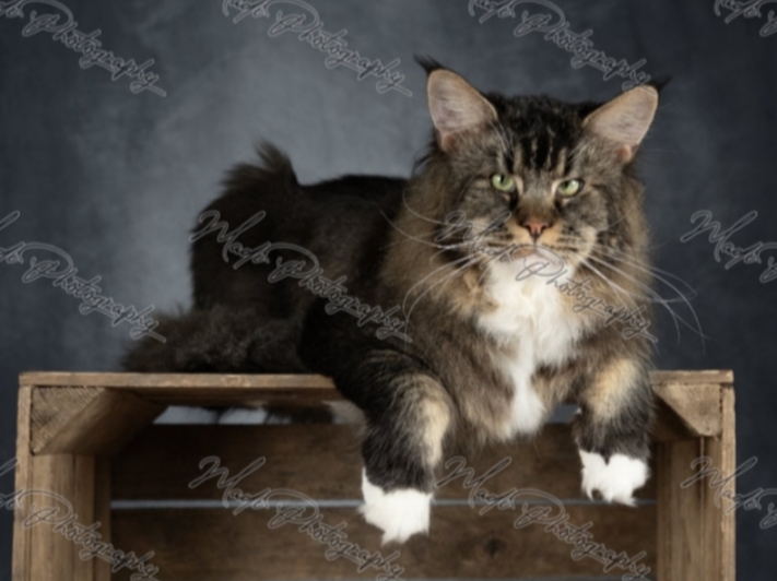 ECH. Utha du clan des lions