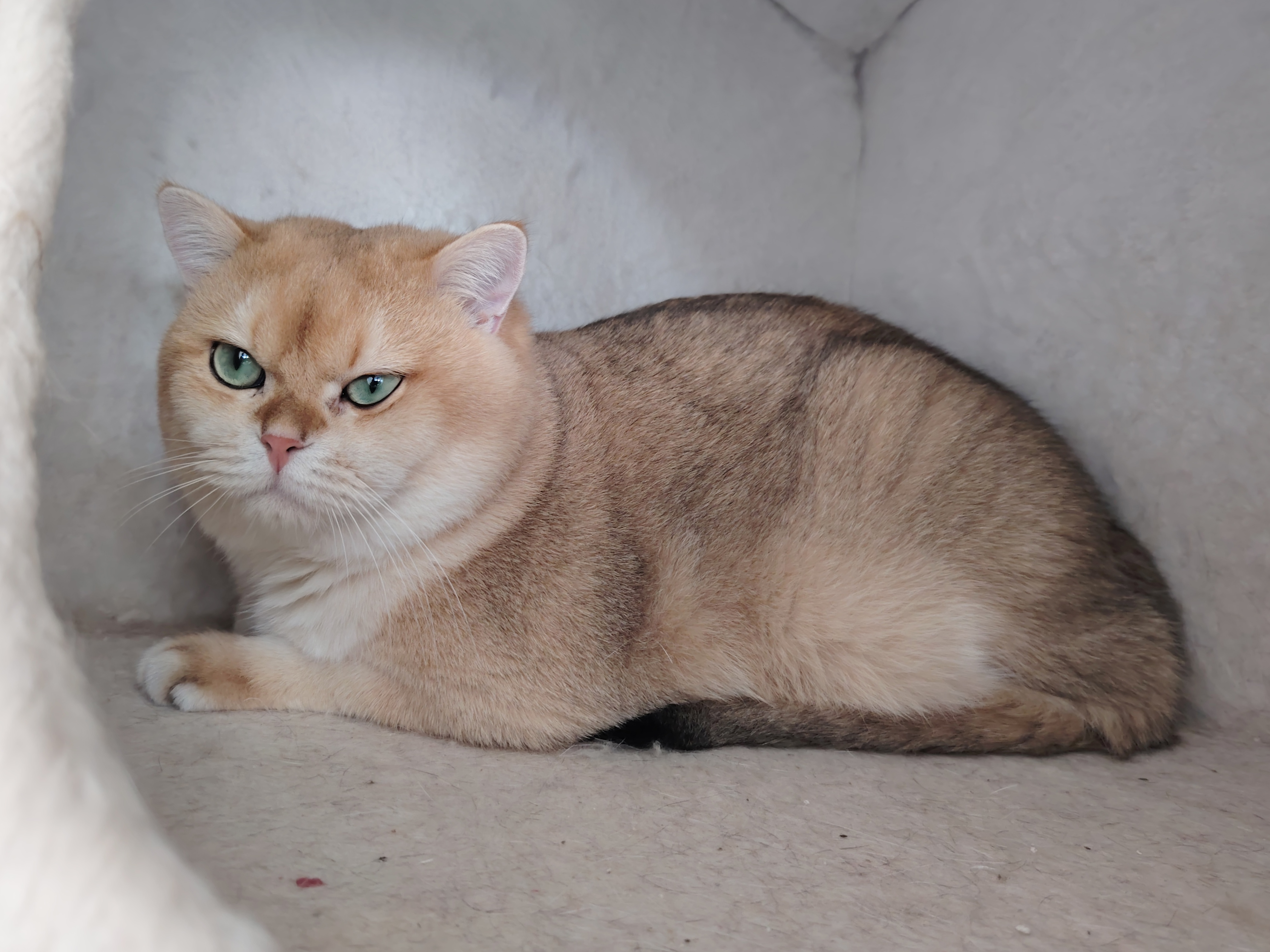 Fistik Phoenix Aryss