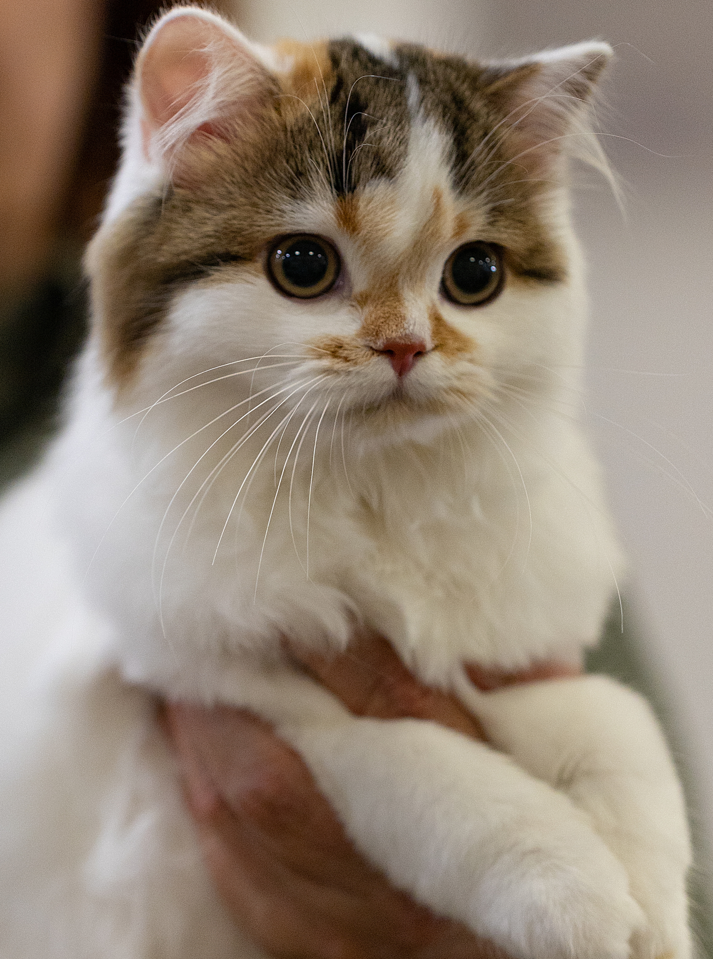 JCH. Filippini Li-Santa